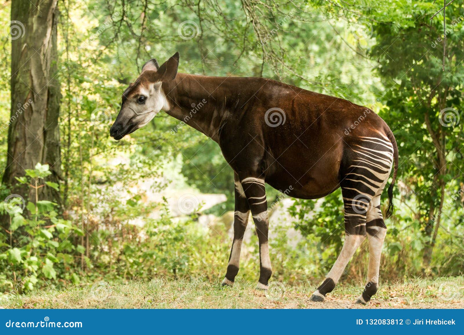 okapi okapia johnstoni, forest giraffe or zebra giraffe, artiodactyl mammal native to jungle or tropical forest, congo, africa