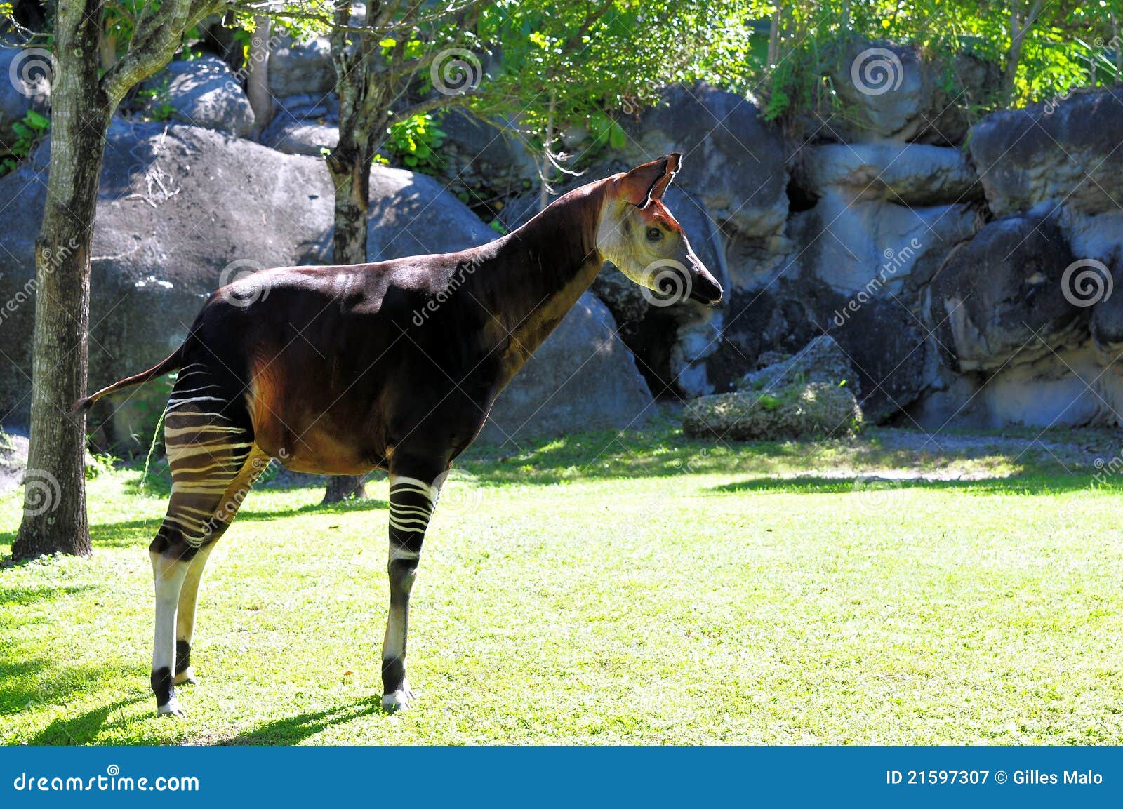 Zoo Peeing