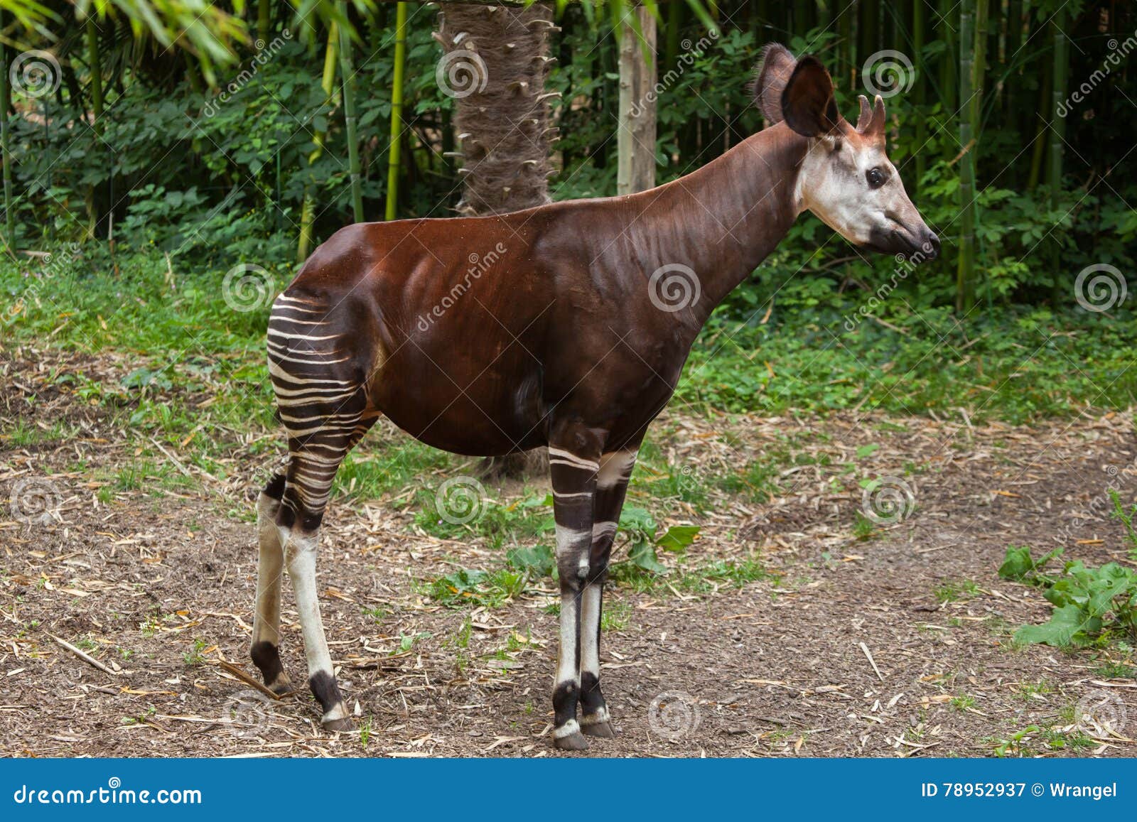 okapi (okapia johnstoni).