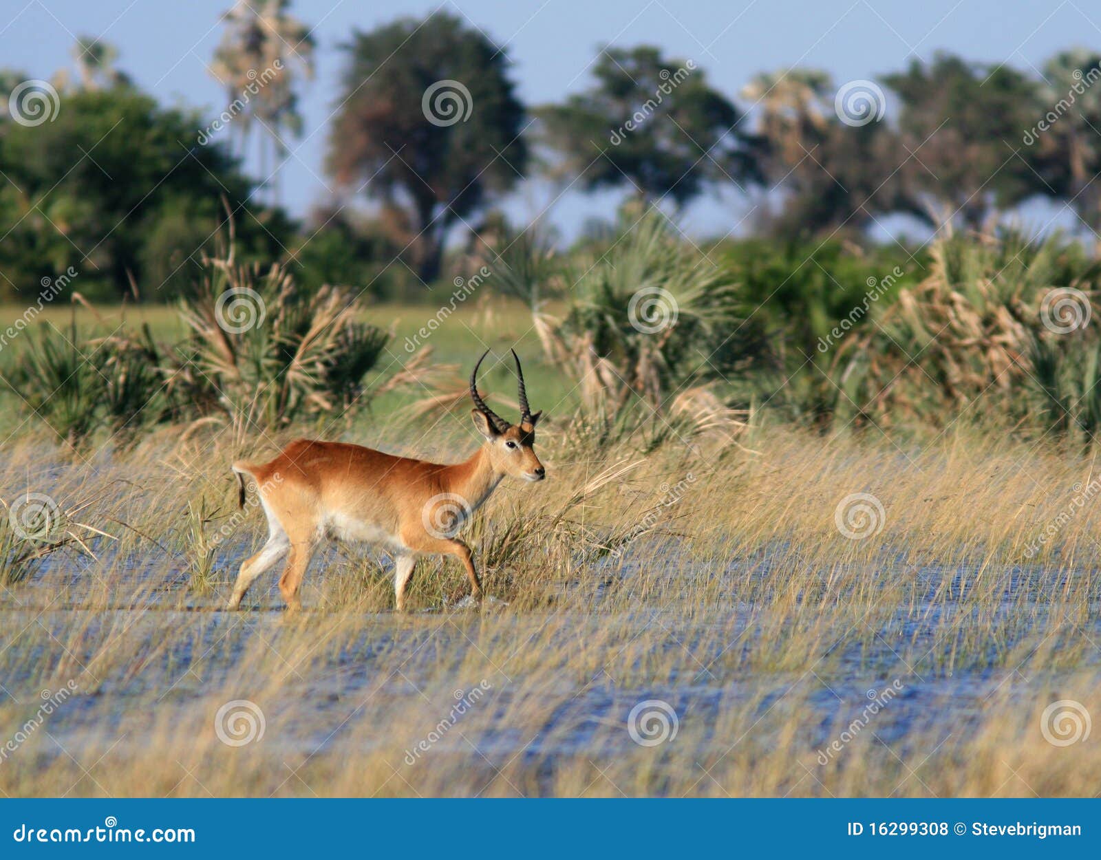 Okavango перепада. Strolls okavango lechwe перепада Африки Ботсваны однако