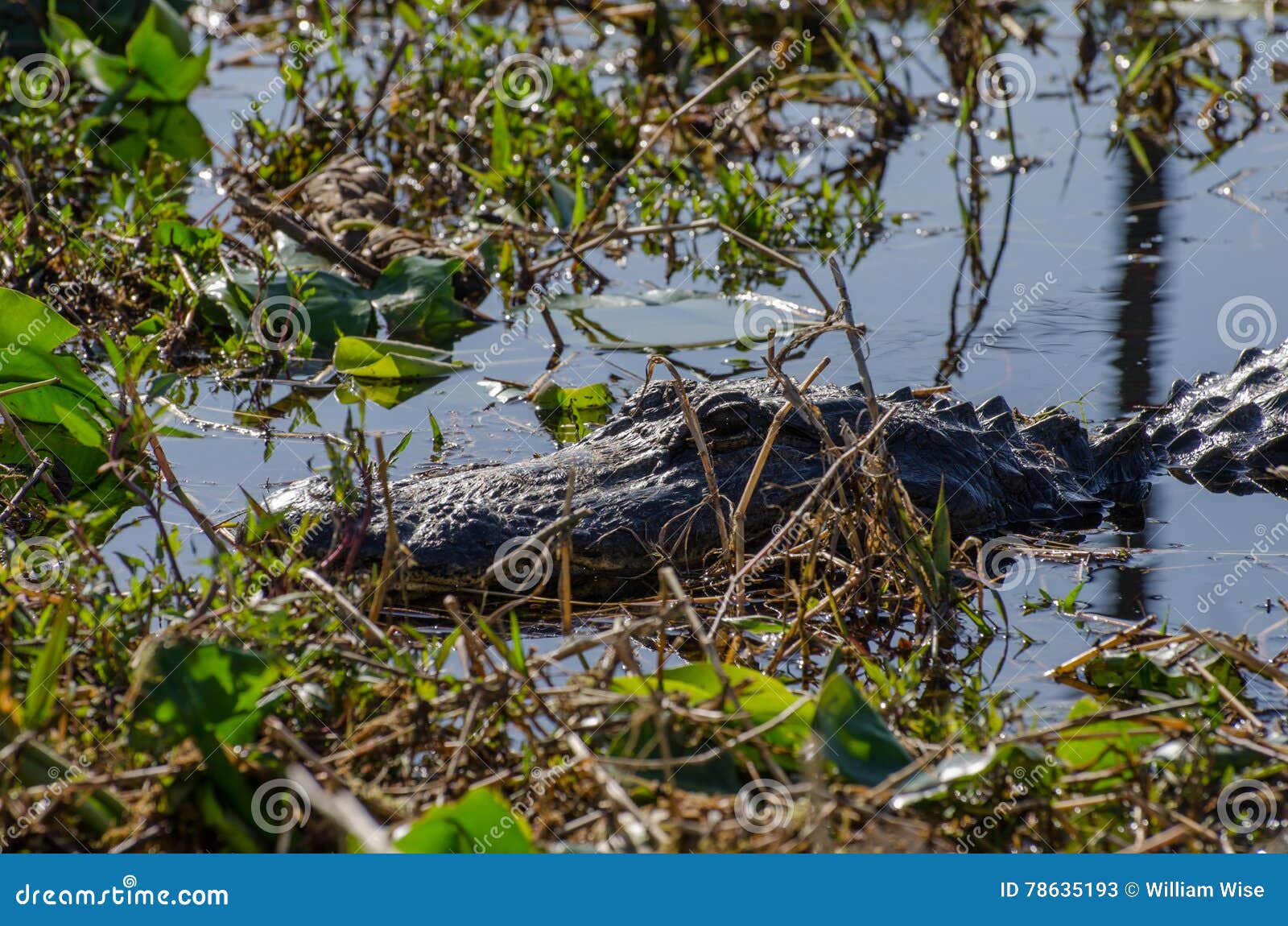 Okefenokee Swamp Alligator stock image. Image of 78635193