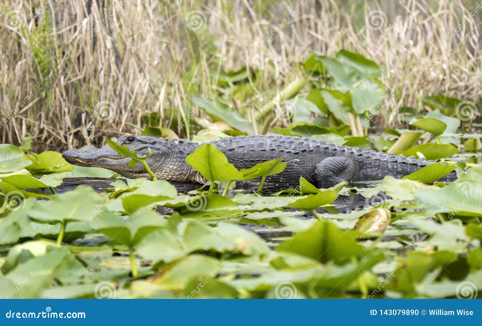 okefenokee swamp large alligator on lily pads