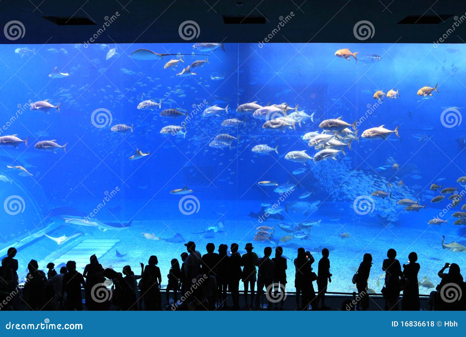 Okinawa Aquarium stock photo. Image of asia, aqua, people 16836618