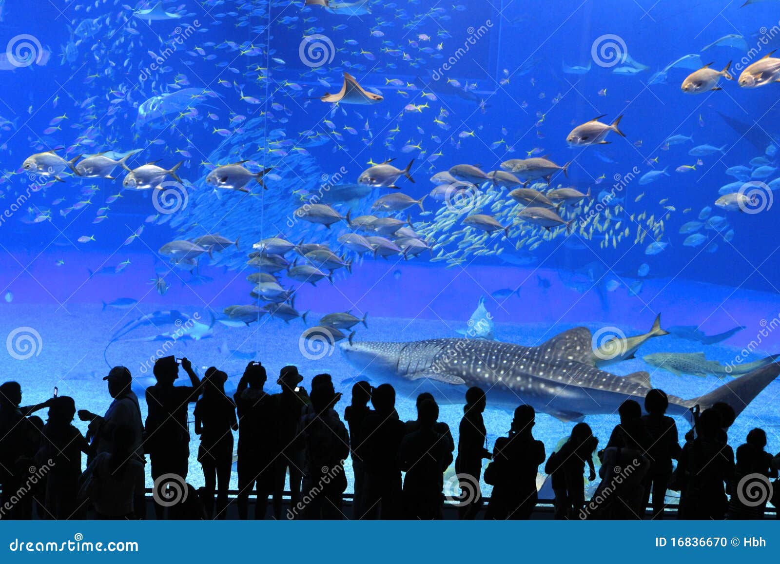 Okinawa Aquarium editorial image. Image of water, people 16836670