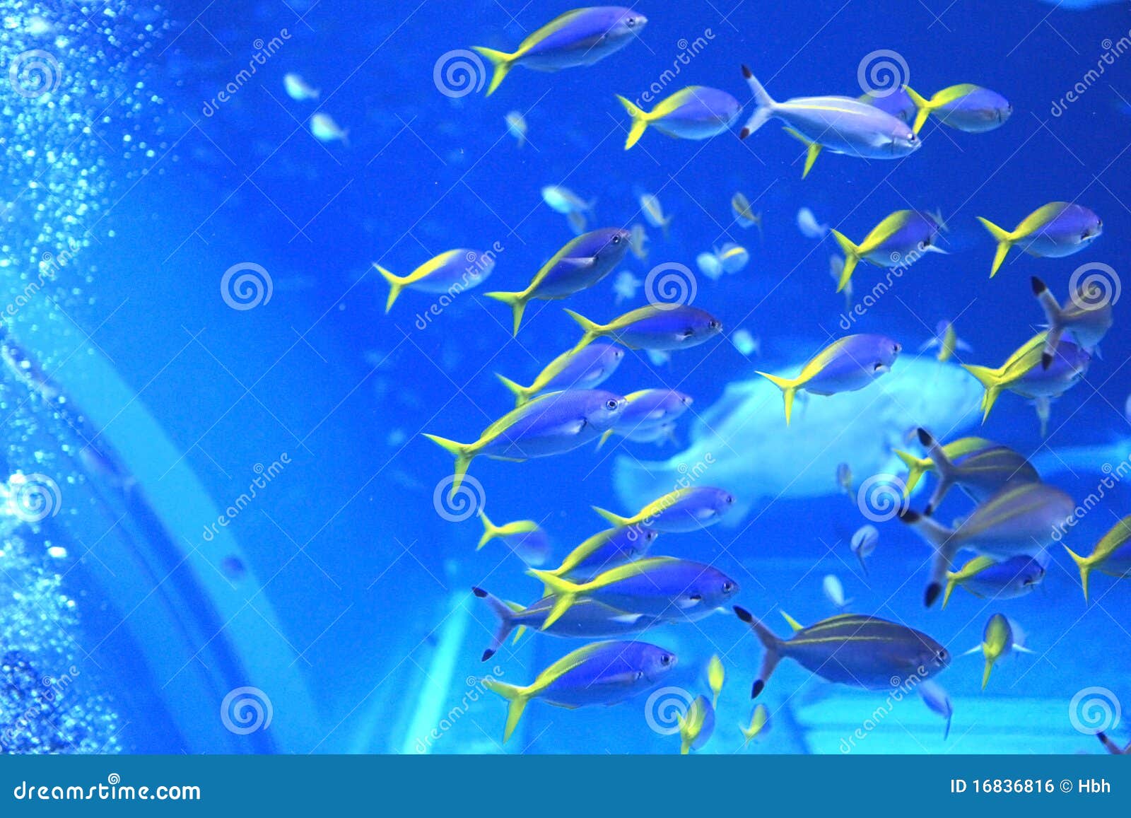 Okinawa Aquarium editorial photo. Image of travel, water 16836816