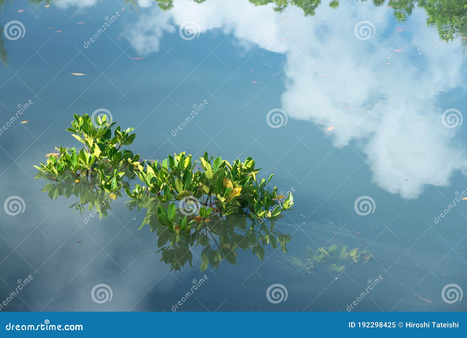trees at shimajiri mangrove forest or park at high tide in miyako island