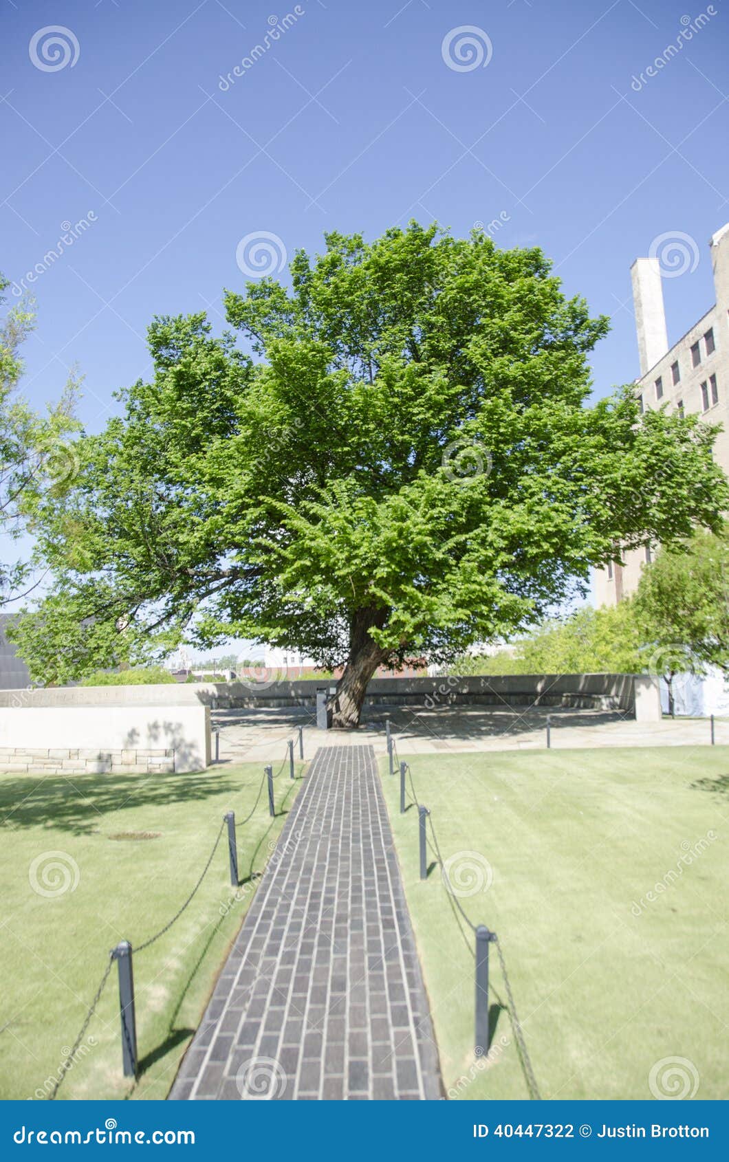 OKC Survivor Tree