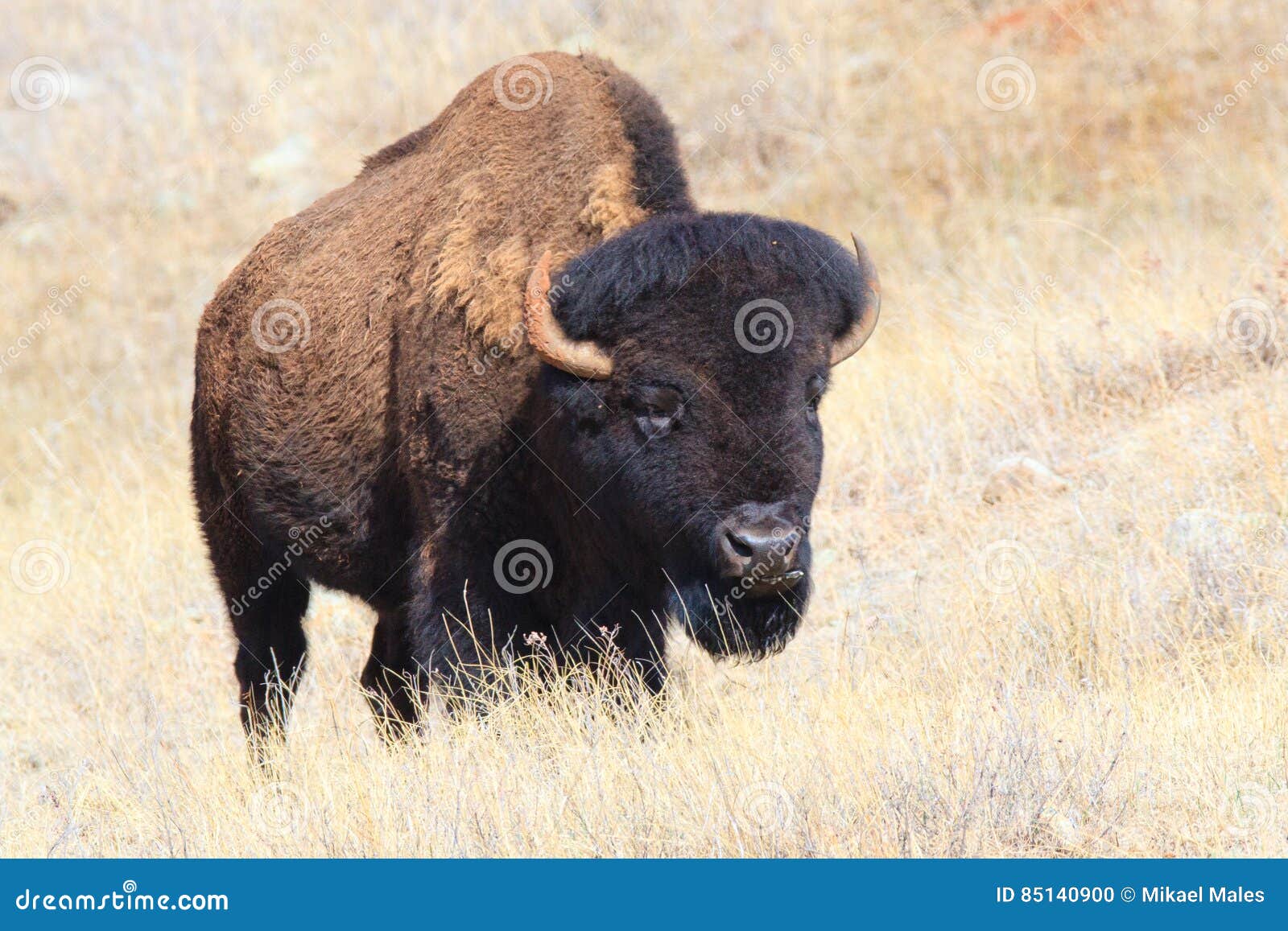 oklahoma plains buffalo