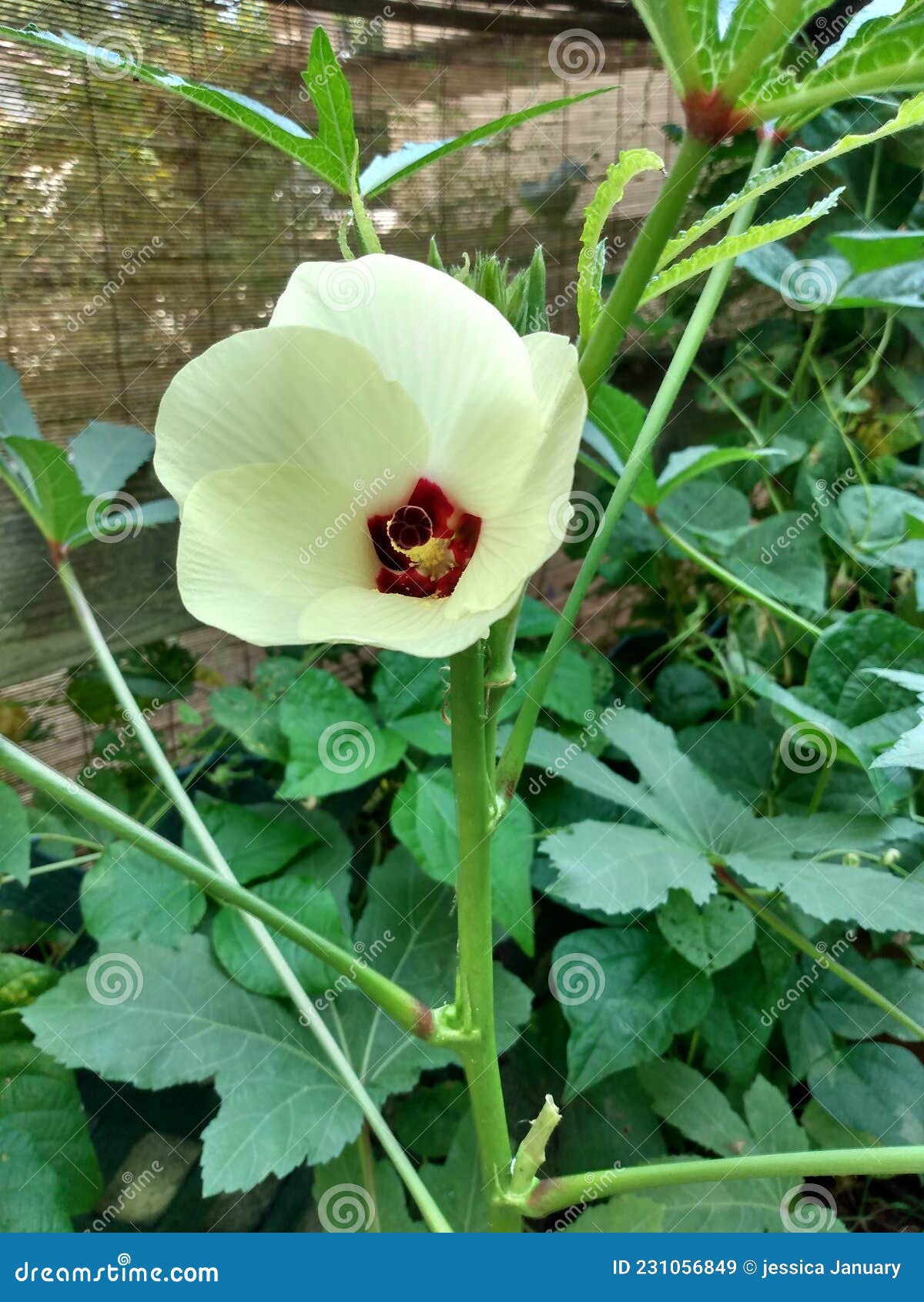 Okra blossom at full bloom stock image. Image of leaf 231056849