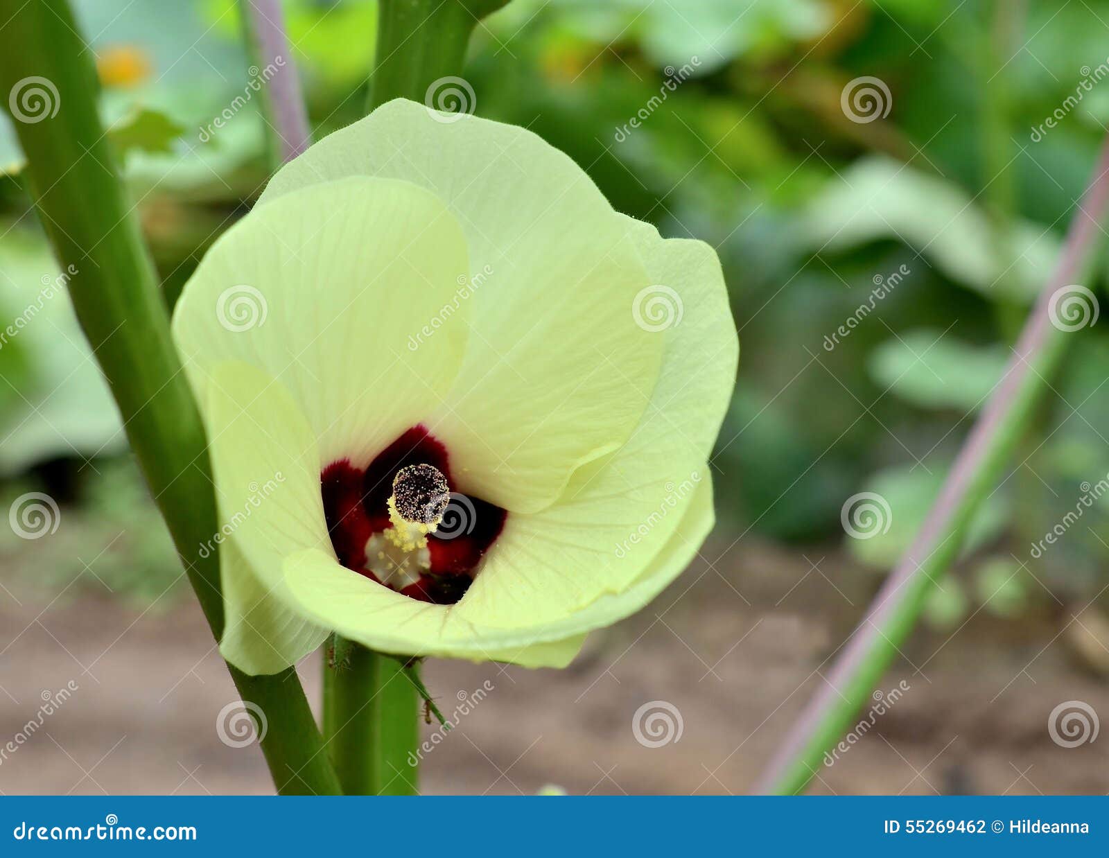 Okra blossom stock photo. Image of vegetable, blossom 55269462