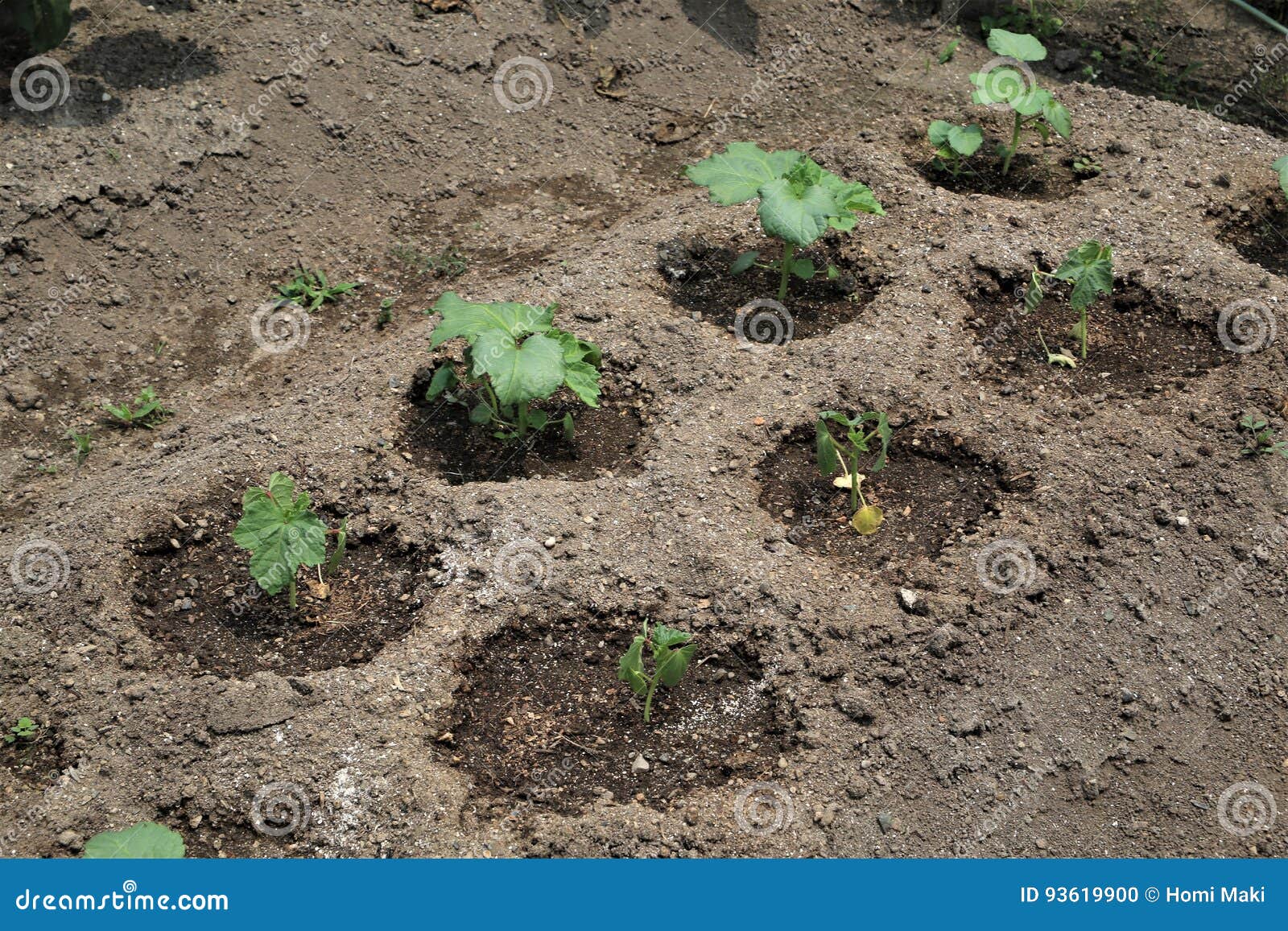 Okra cultivation stock photo. Image of vegetables, okra 93619900