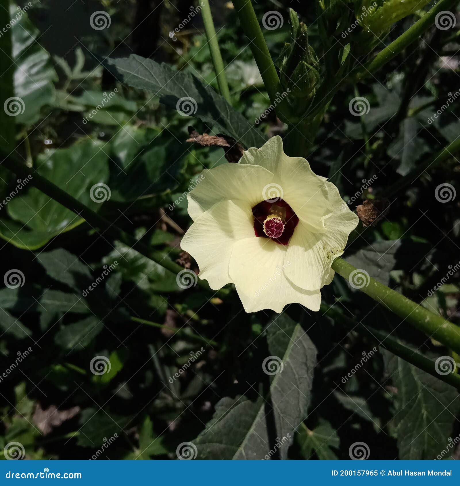 Okra Flower, Beautiful Yellow Okra Flower on the Tree Stock Image