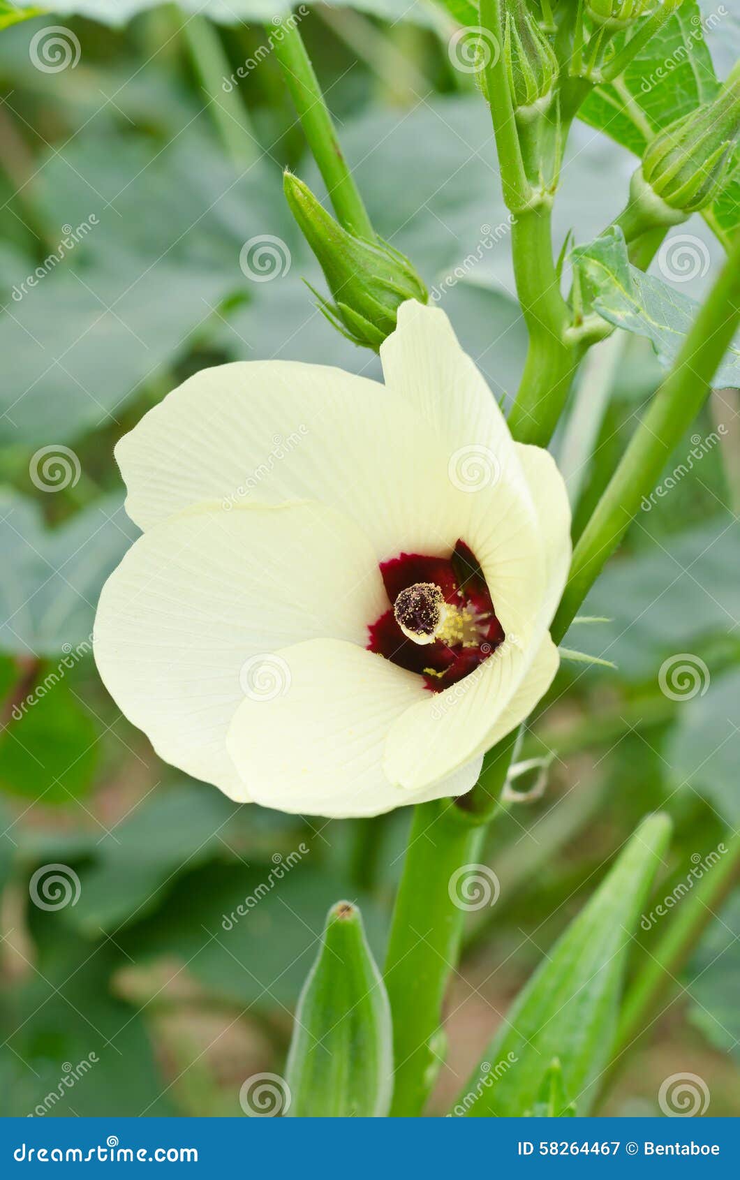 Okra flower stock image. Image of ikitchen, maharashtra 58264467