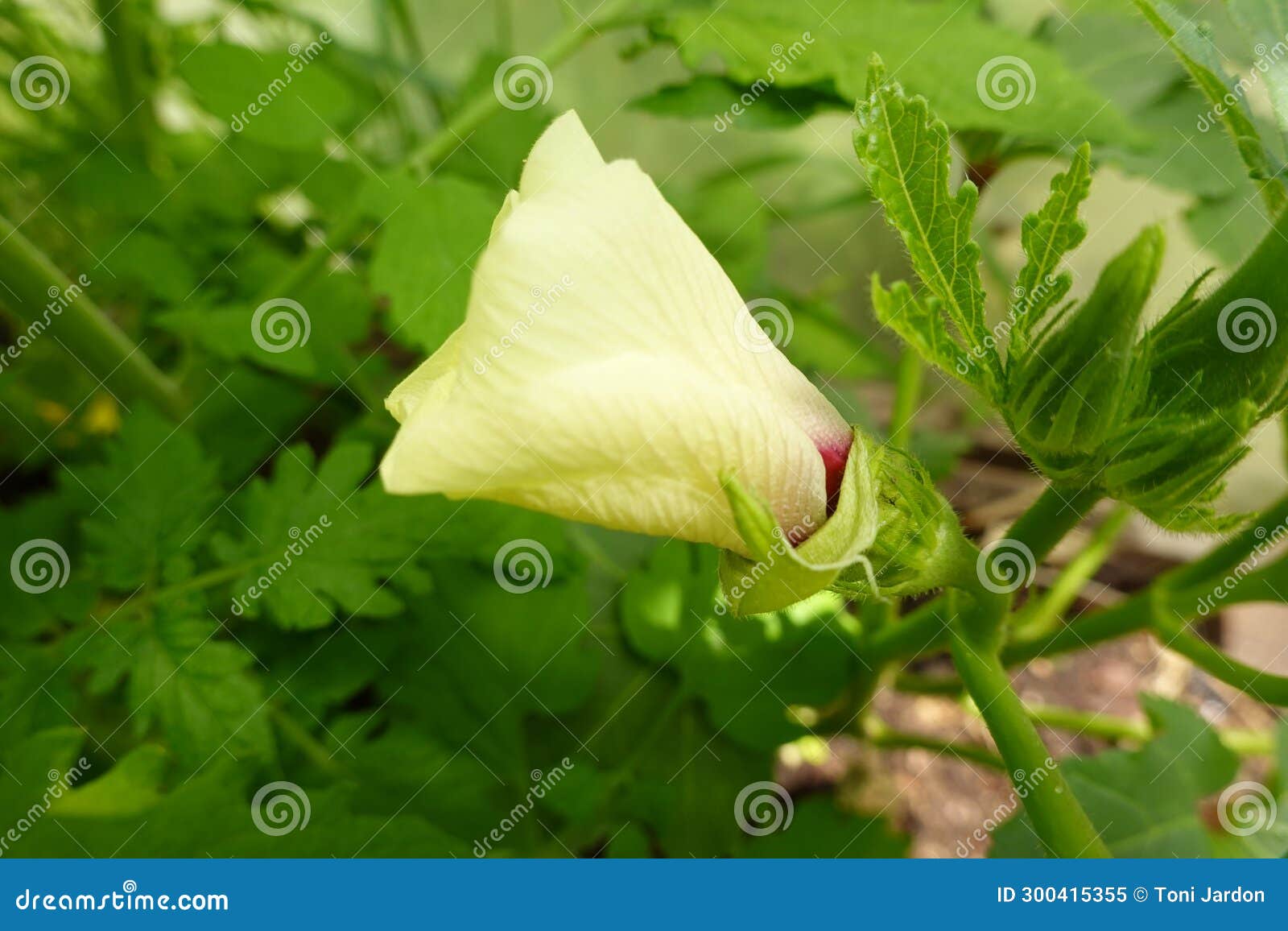 Okra Flower Macro. Growing Okra in the Vegetable Garden Stock Image