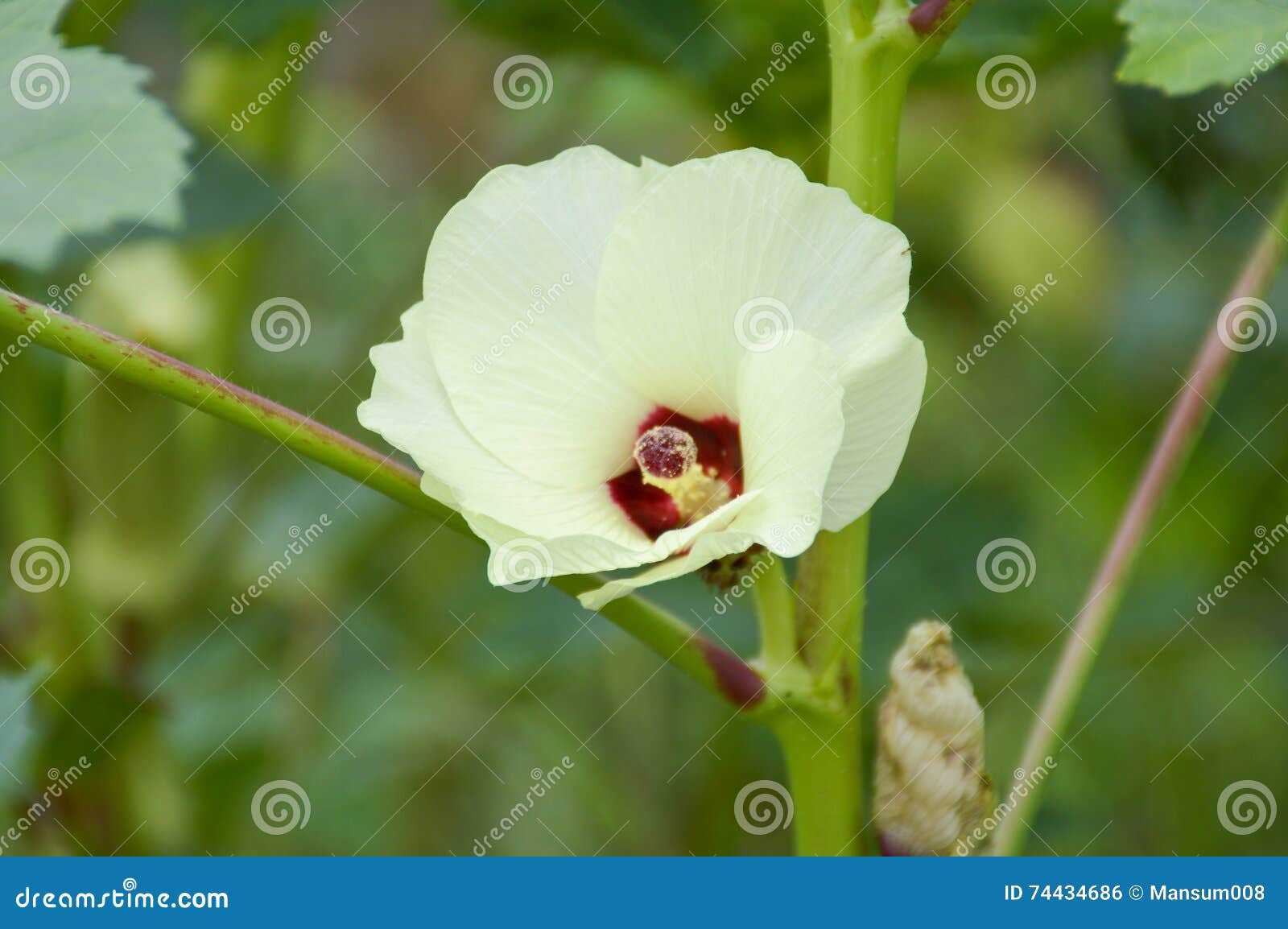 Okra flower stock photo. Image of bloom, organic, plants 74434686