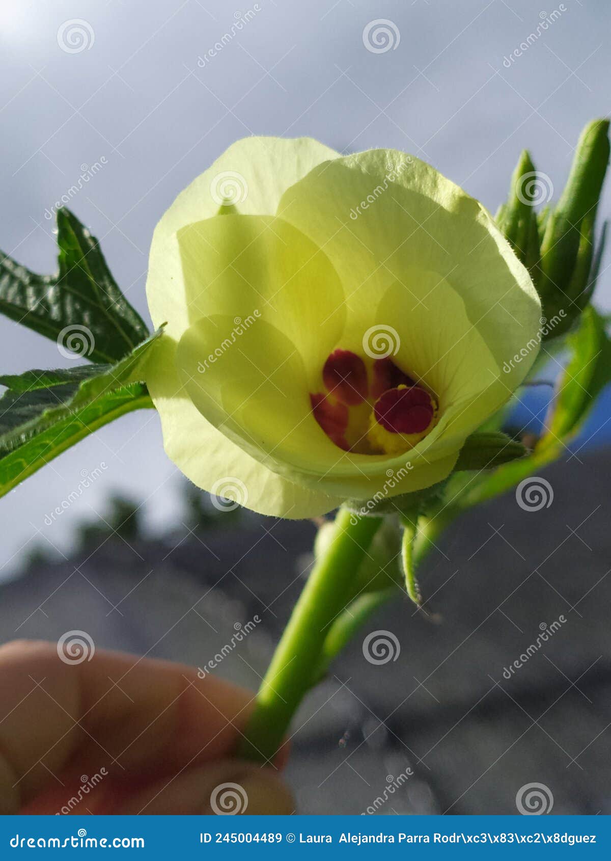 a okra flower photographed against the sky. una flor de molondrÃÂ³n fotografiada contra el cielo