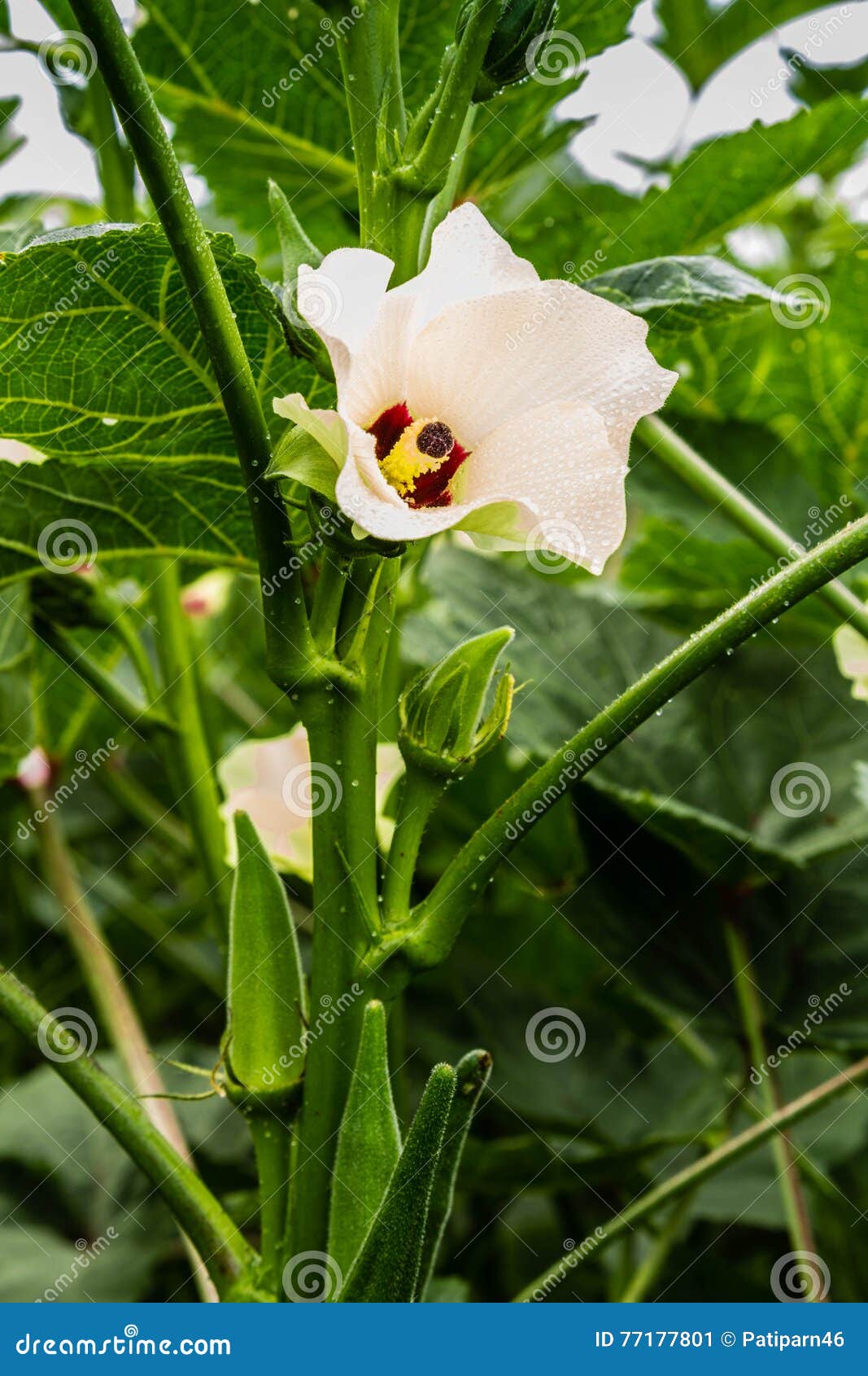 Okra flower stock image. Image of beautiful, asia, green 77177801