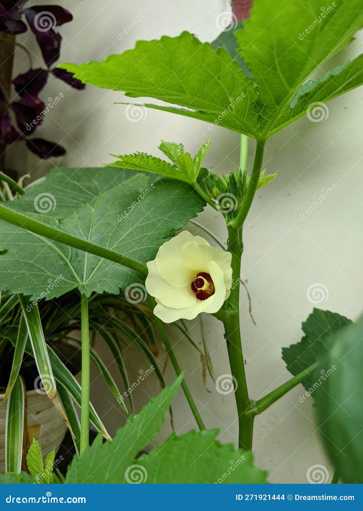 Okra Flowers are Ready To Fruit Stock Photo Image of green