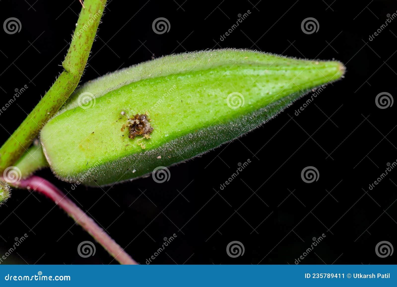 Okra Fruit and Shoot Borer Damaging the Fruit on Field. Used Selective