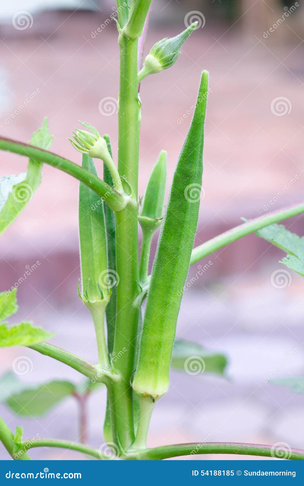Okra in fruiting stage stock image. Image of crop, cultivation 54188185