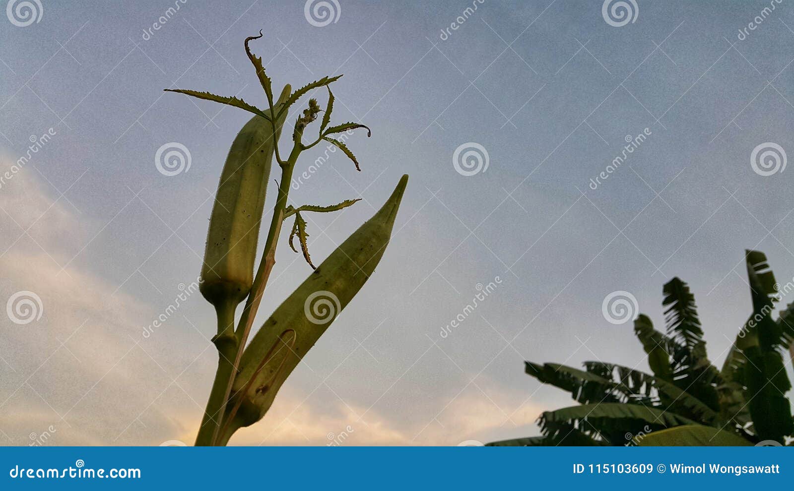 Okra stock image. Image of treatment, stomach, vegetable 115103609