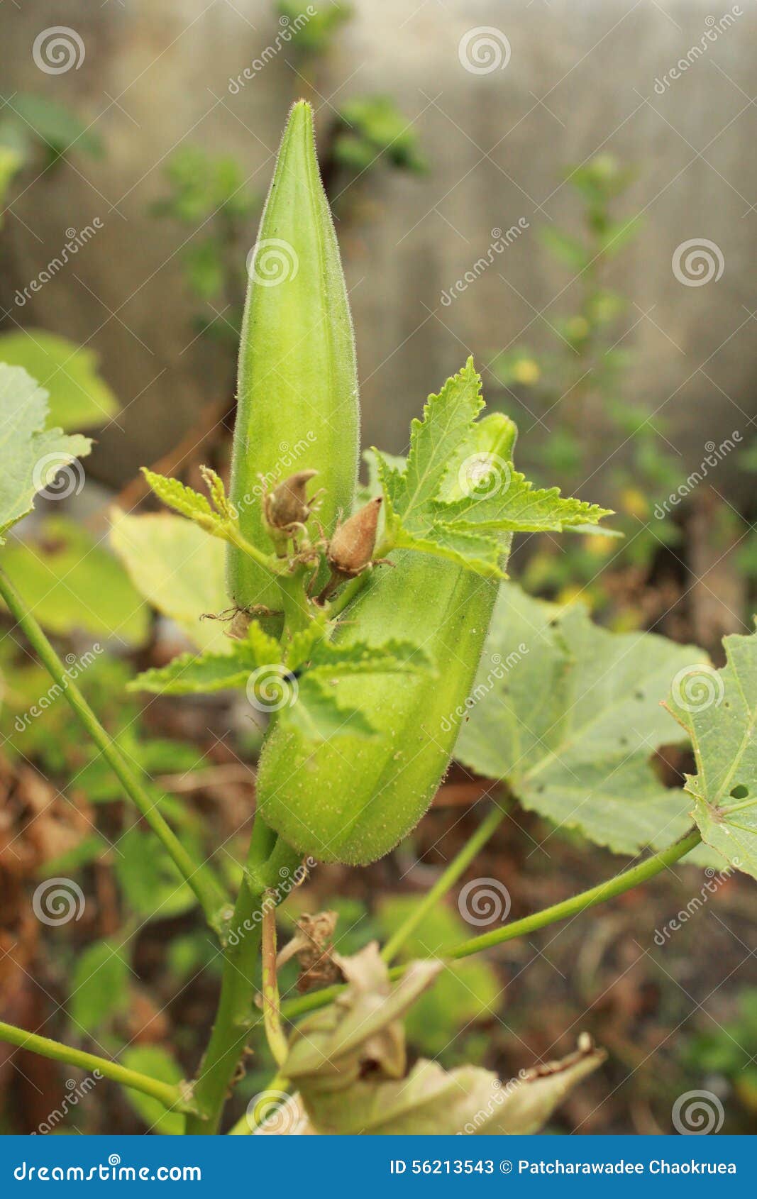 Okra stock image. Image of healthy, bhindi, gumbo, botanical 56213543