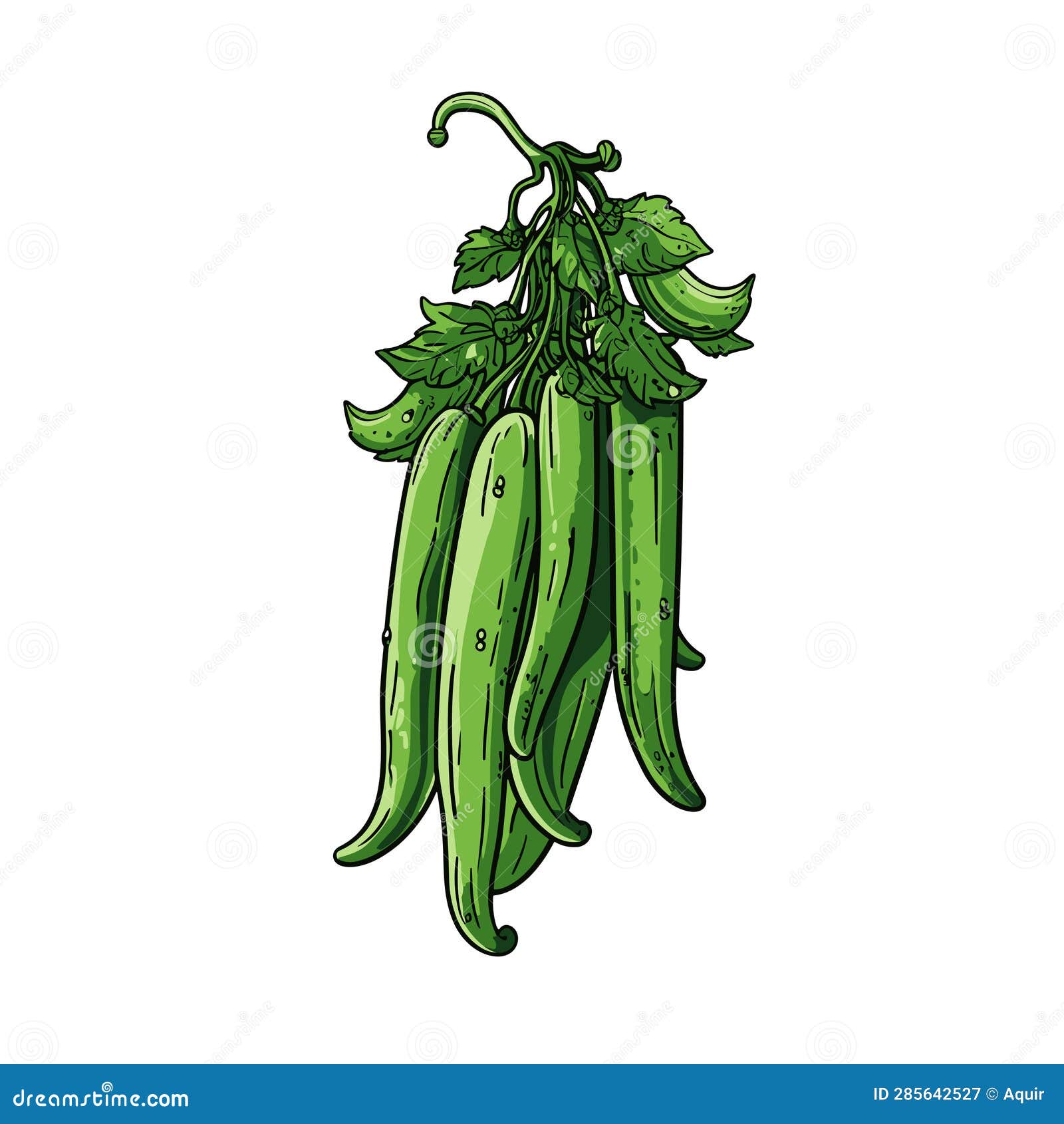 Okra Handdrawn Illustration. Okra. Vector Doodle Style Cartoon