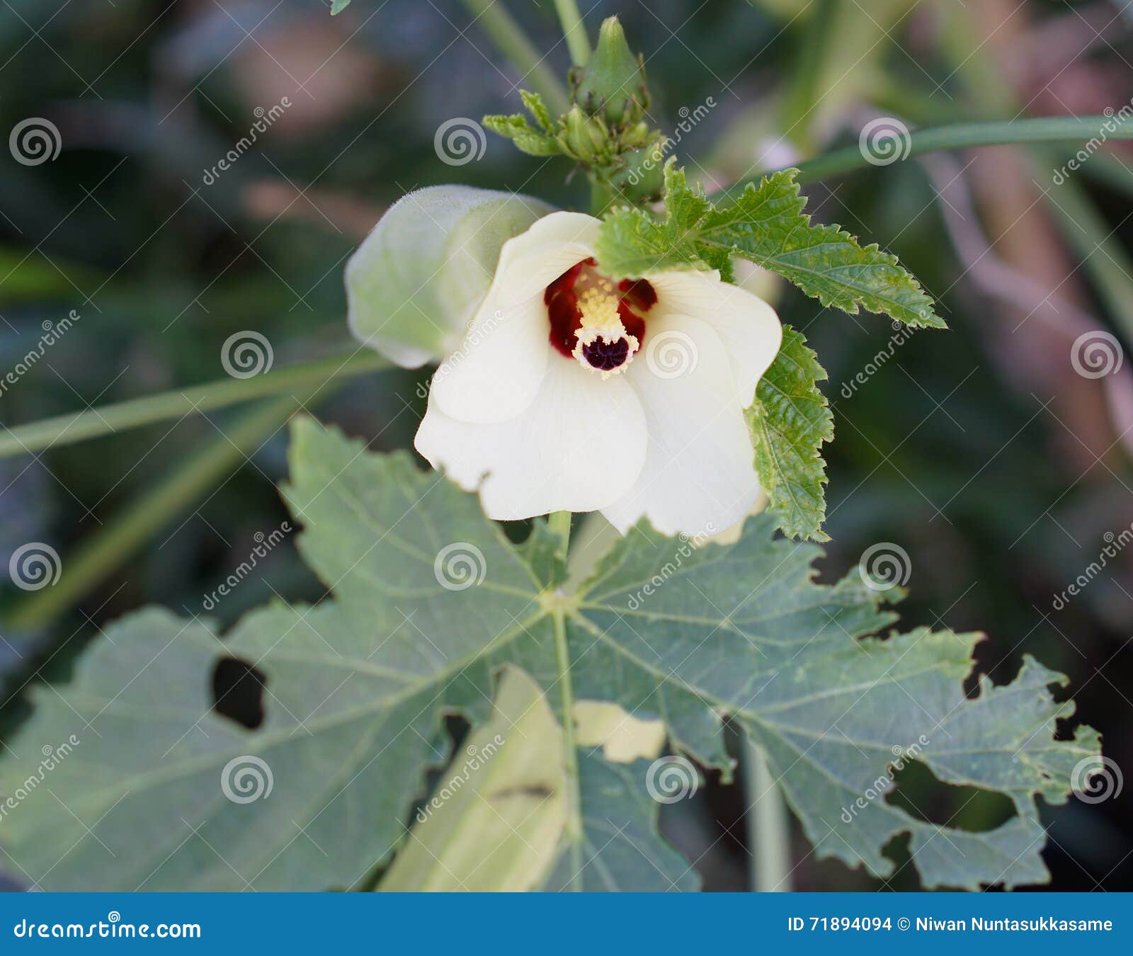 Okra or Lady S Finger Plant Blooming Stock Photo Image of flower