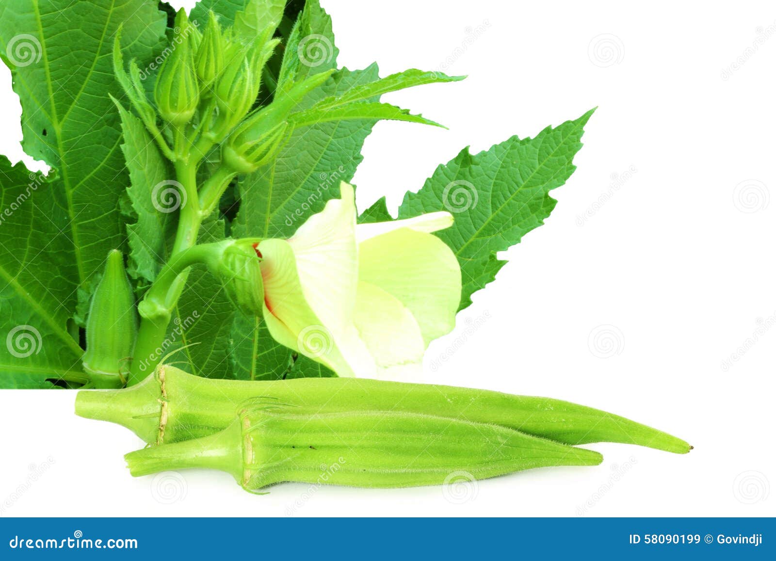 Okra ladyfinger vegetable stock image. Image of isolated 58090199
