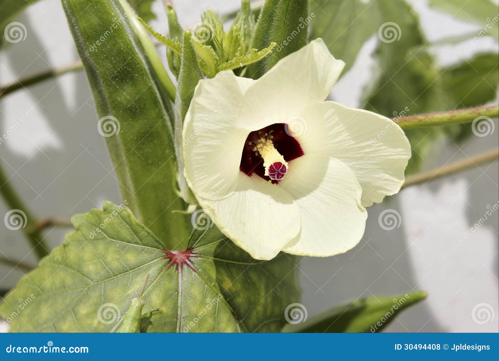 Okra Plant Flower Closeup stock photo. Image of closeup 30494408