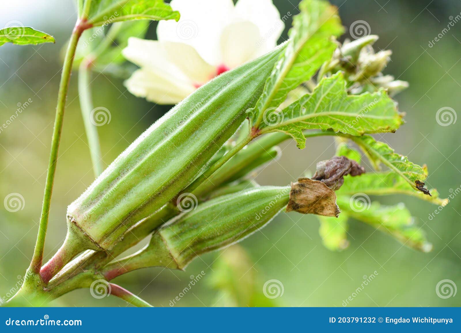 Okra on Tree Growing in the Farm, Lady Fingers Vegetable Stock Photo