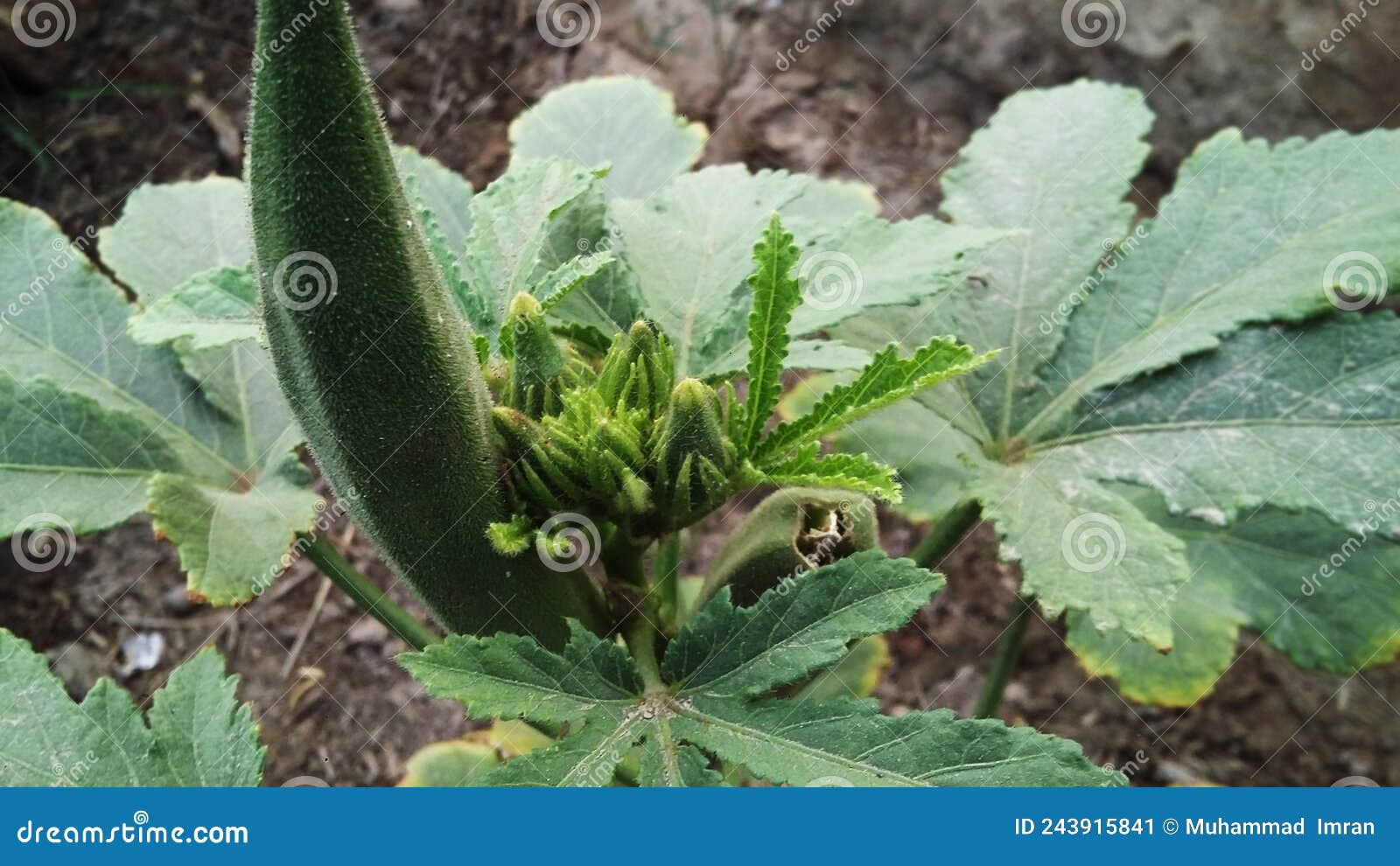 Okra Vegetable Fresh Plant. Ladyfinger with Plant Stock Image Image