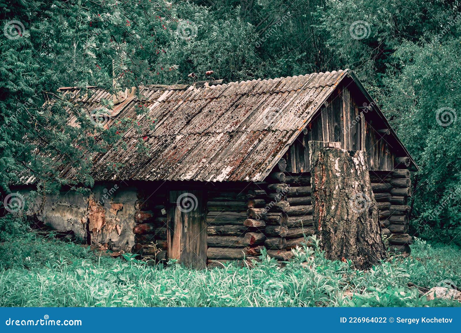 Old Abandoned Barn on the Edge of the Forest in Summer Time Stock Photo ...