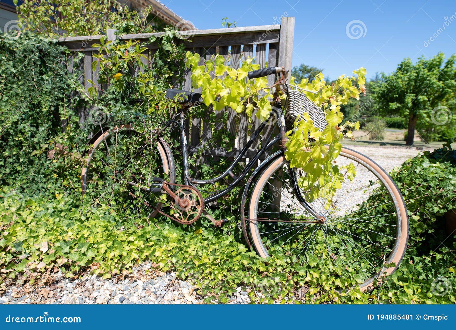 Old Abandoned Bike Covered In Plants RoyaltyFree Stock Image