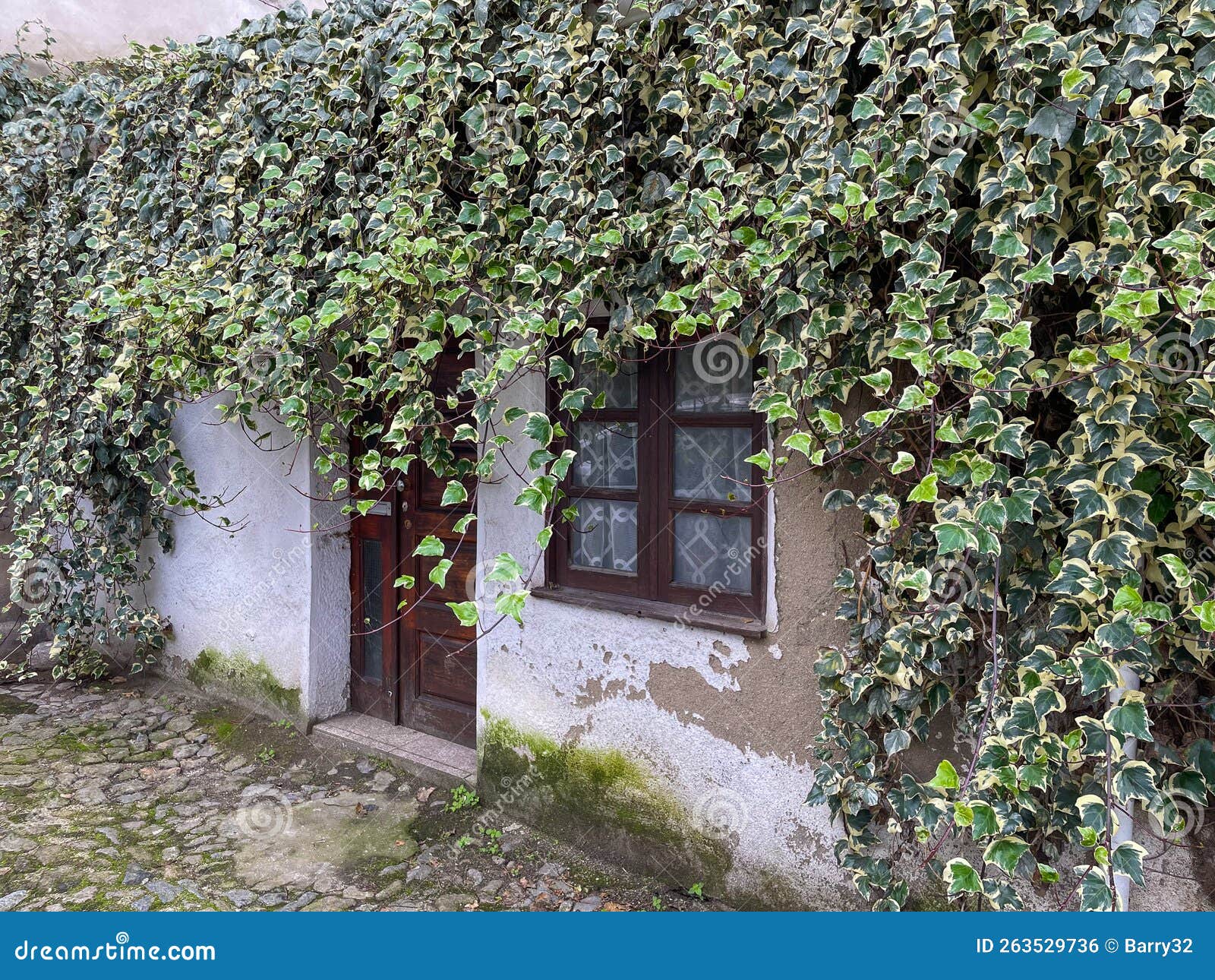 old, abandoned house covered in overgrown ivy. nature reclaiming building.