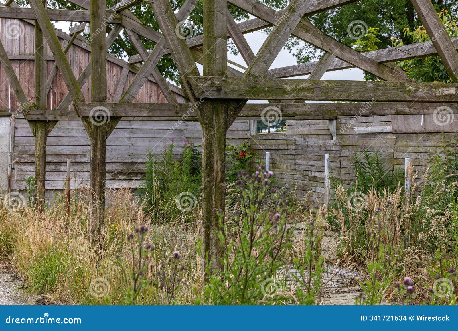 old abandoned overgrown and ransacked farm in the netherlands