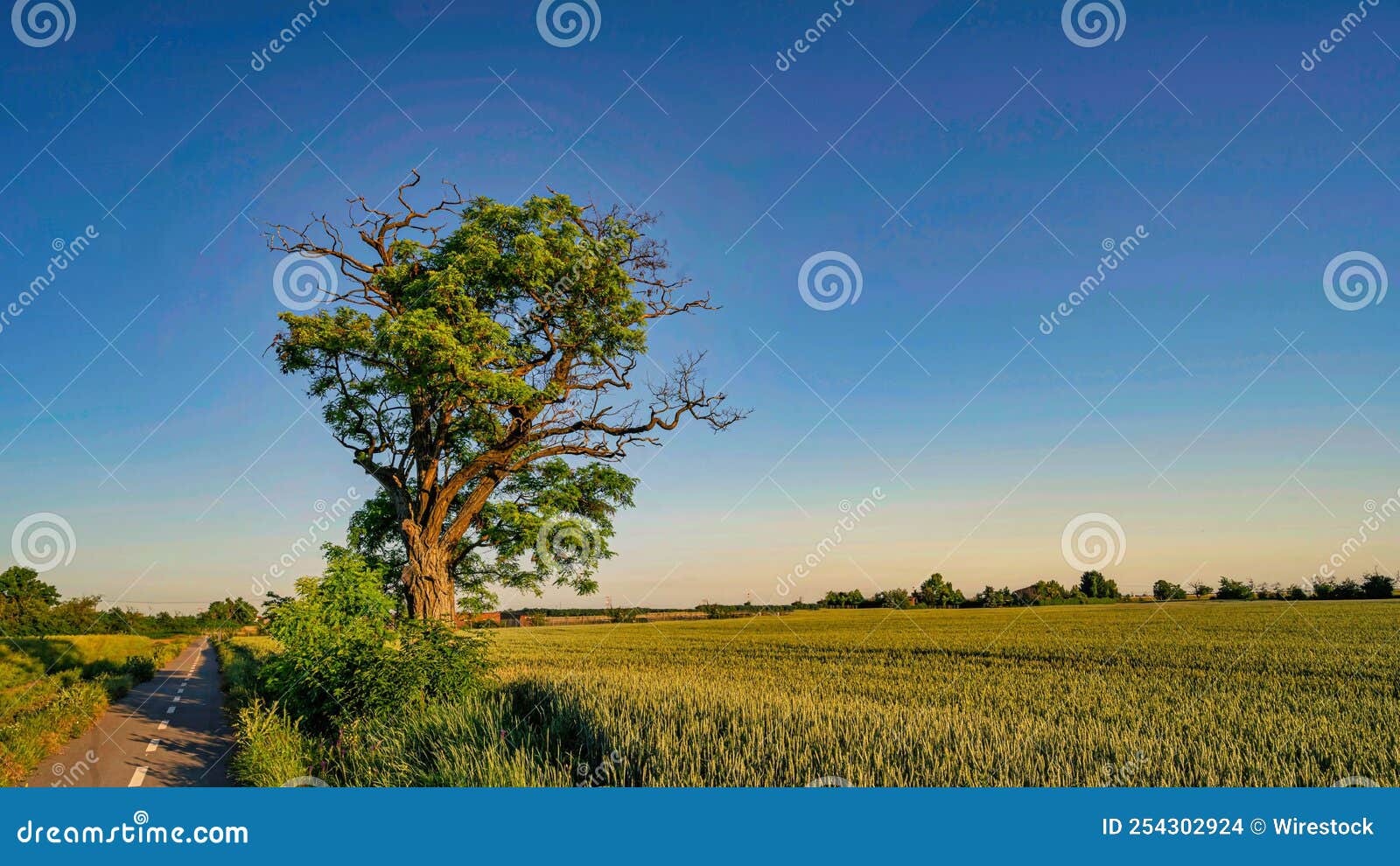 Old Acacia Wood Tree on a Sunny Day Stock Photo Image of plant