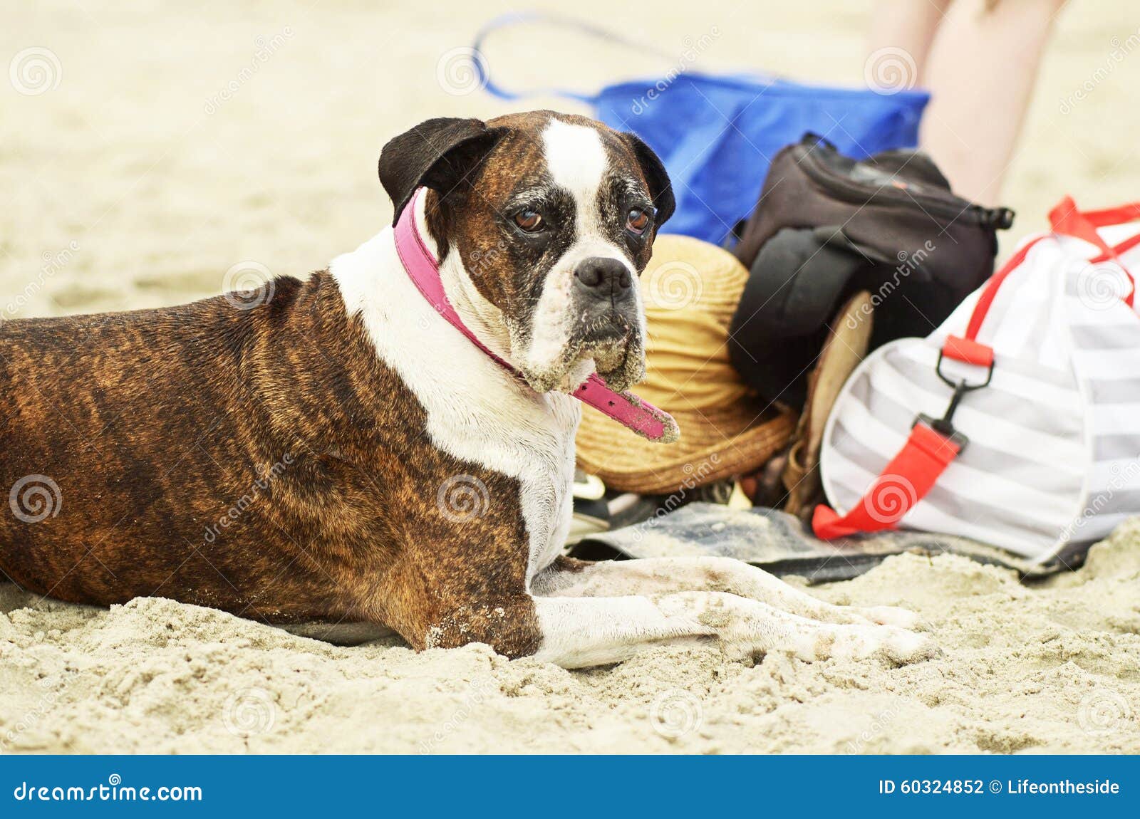 old aged healthy pet boxer breed dog sitting on white sand beach gold coast australia