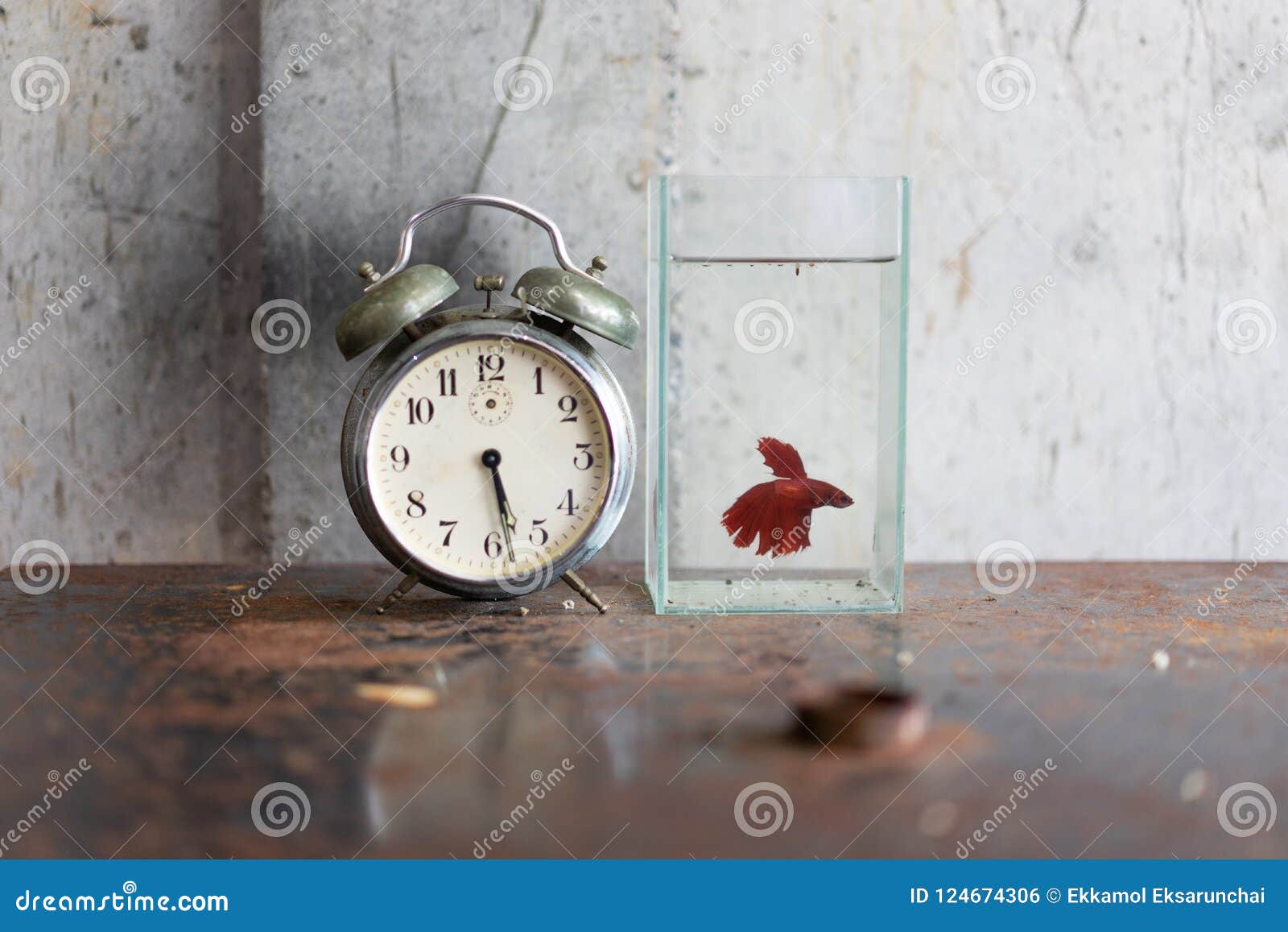 1,555 Fish Clock Stock Photos - Free & Royalty-Free Stock Photos