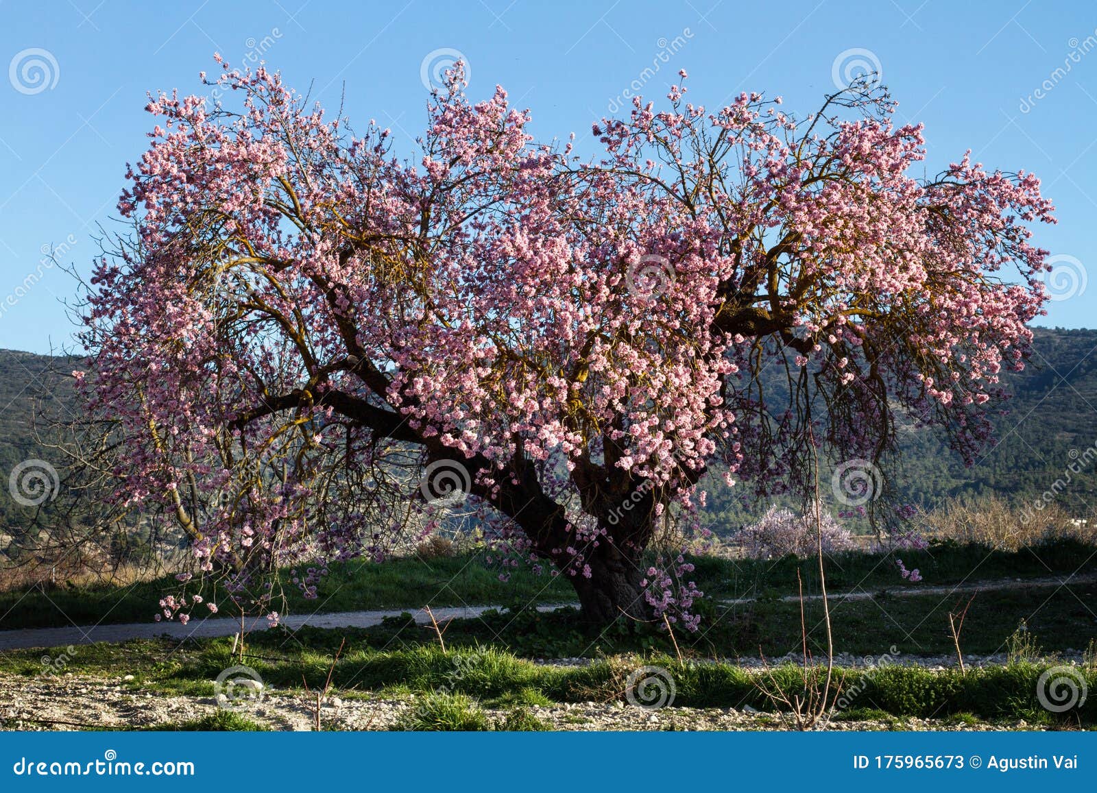 An Old Almond Tree in Bloom Stock Image - Image of flower, environment ...