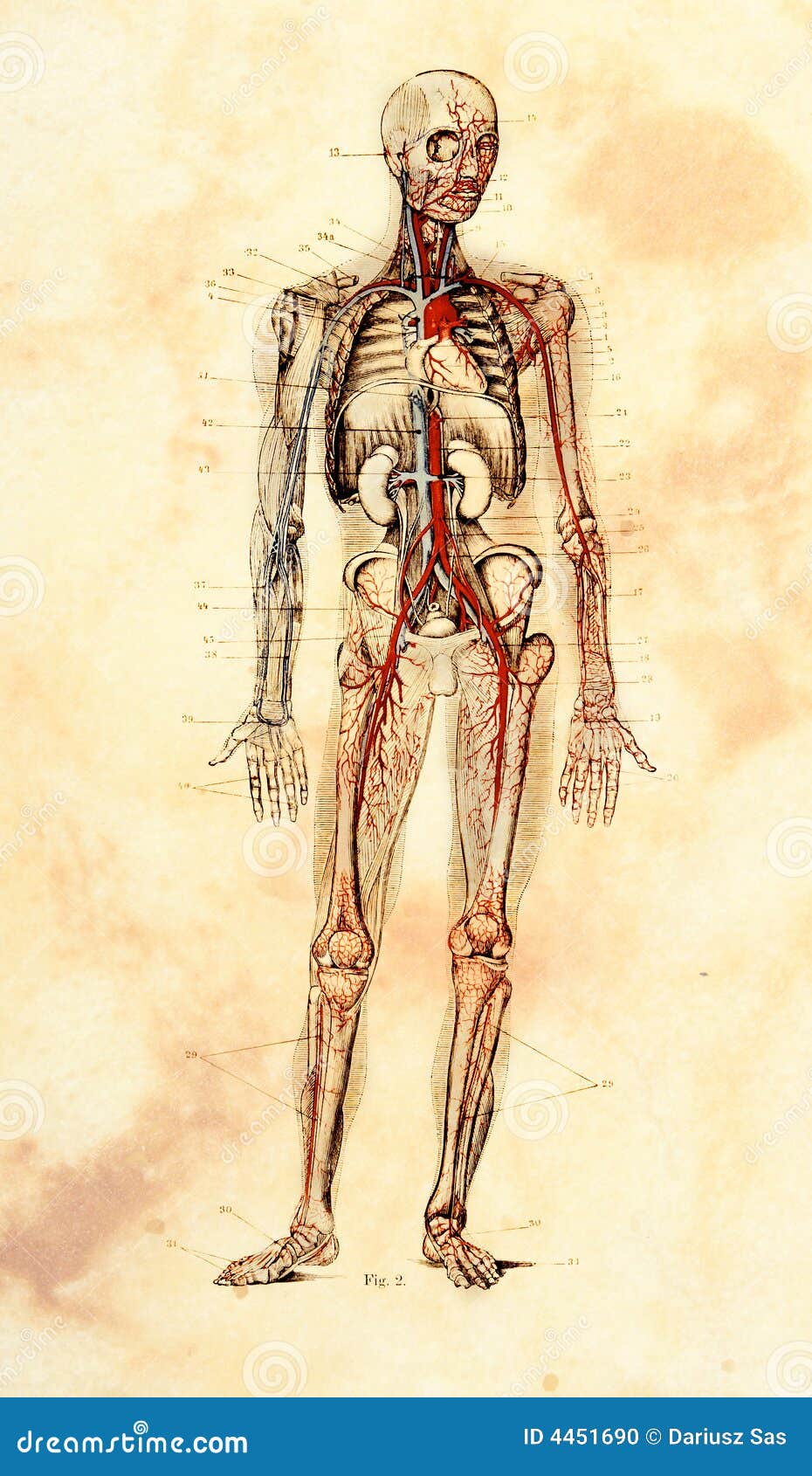 Old Anatomical Model stock illustration. Illustration of backgrounds