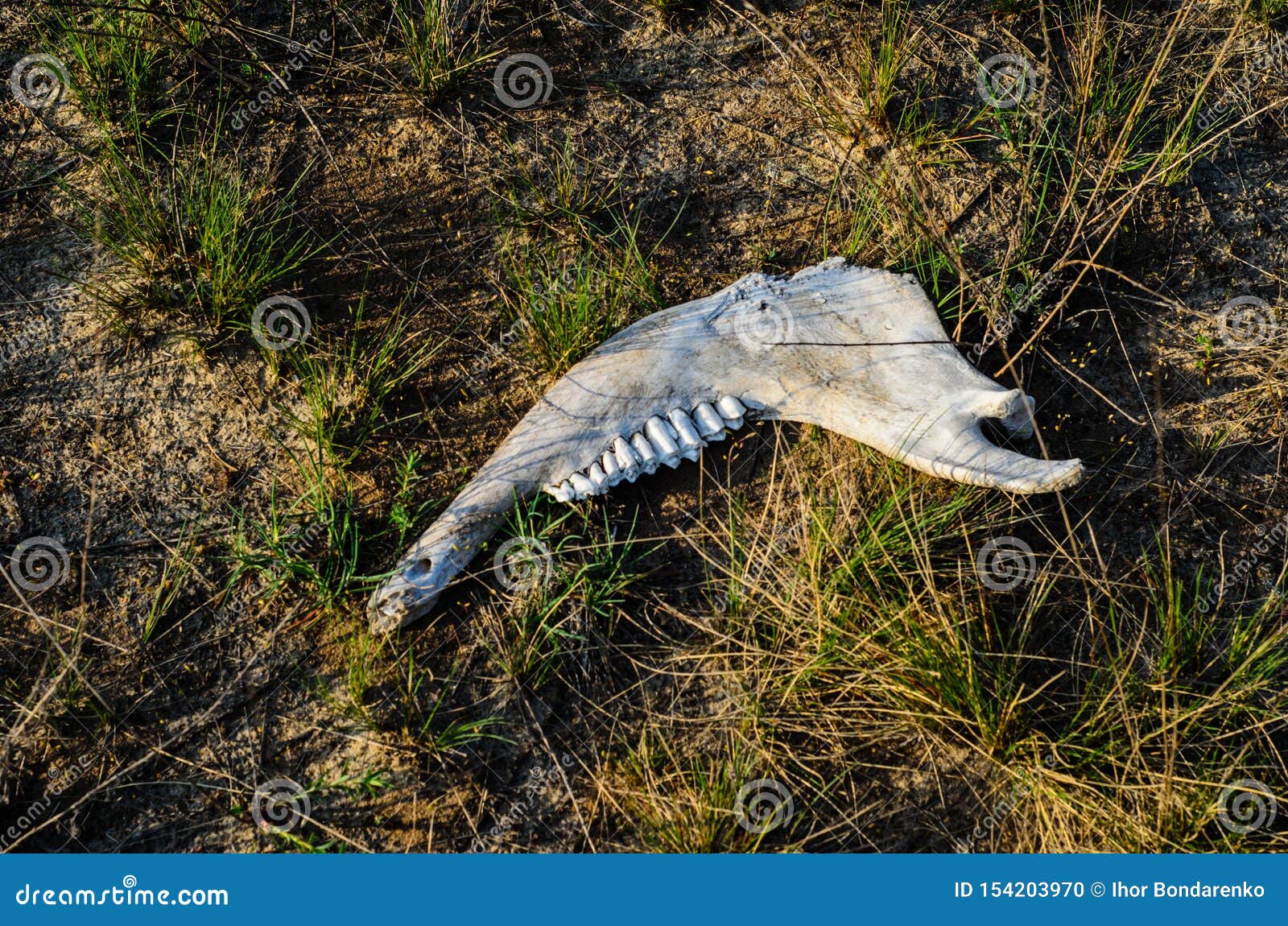 Old Animal Jaw Bone on Grass Stock Photo - Image of jawbone, desert: 154203970 Old Animal Jaw Bone on Grass Stock Photo - Image of jawbone, desert: 154203970