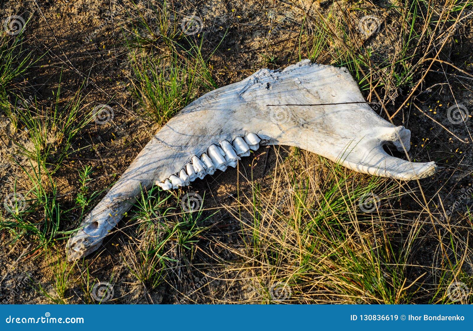 Old Animal Jaw Bone on Grass Stock Image - Image of land, cattle: 130836619