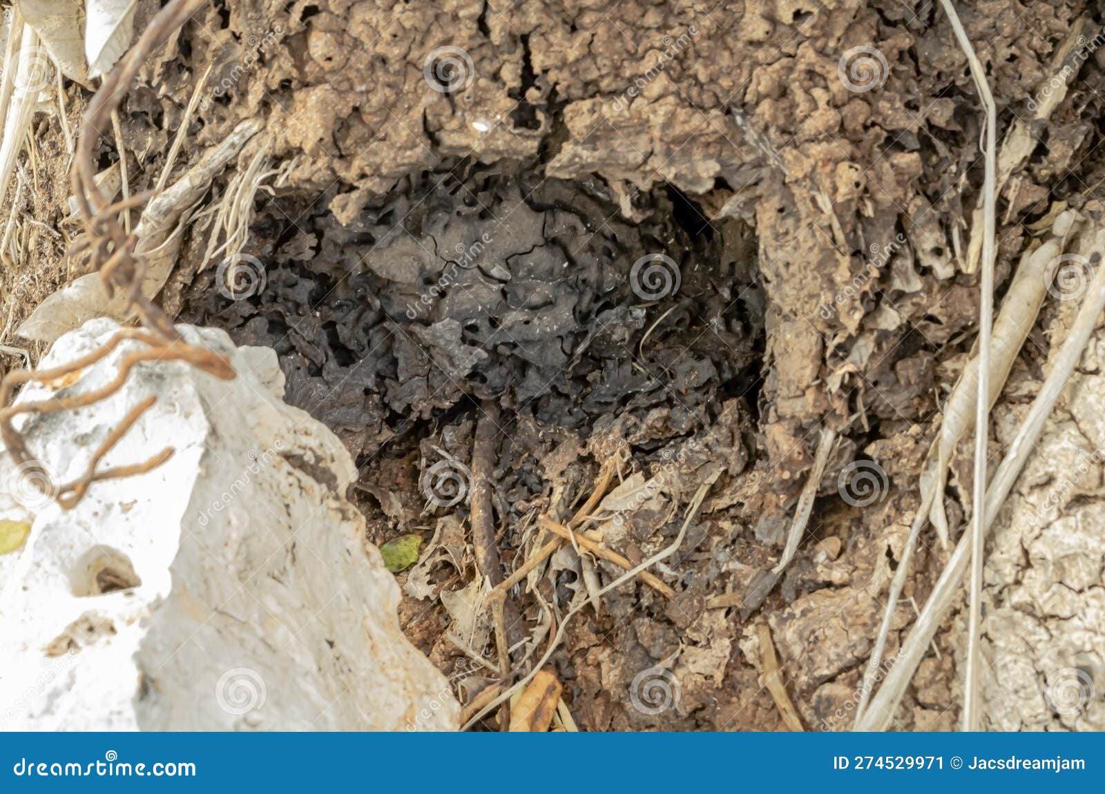 Old Ants Nest in a Hole at the Base of a Tree Stock Image Image of