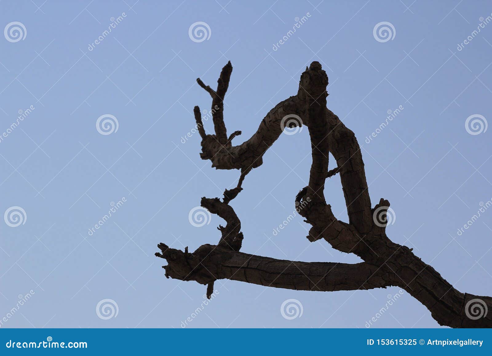 Old Arabian Tree Branches Silhouette Sky Backdrop Artistic Frame Stock