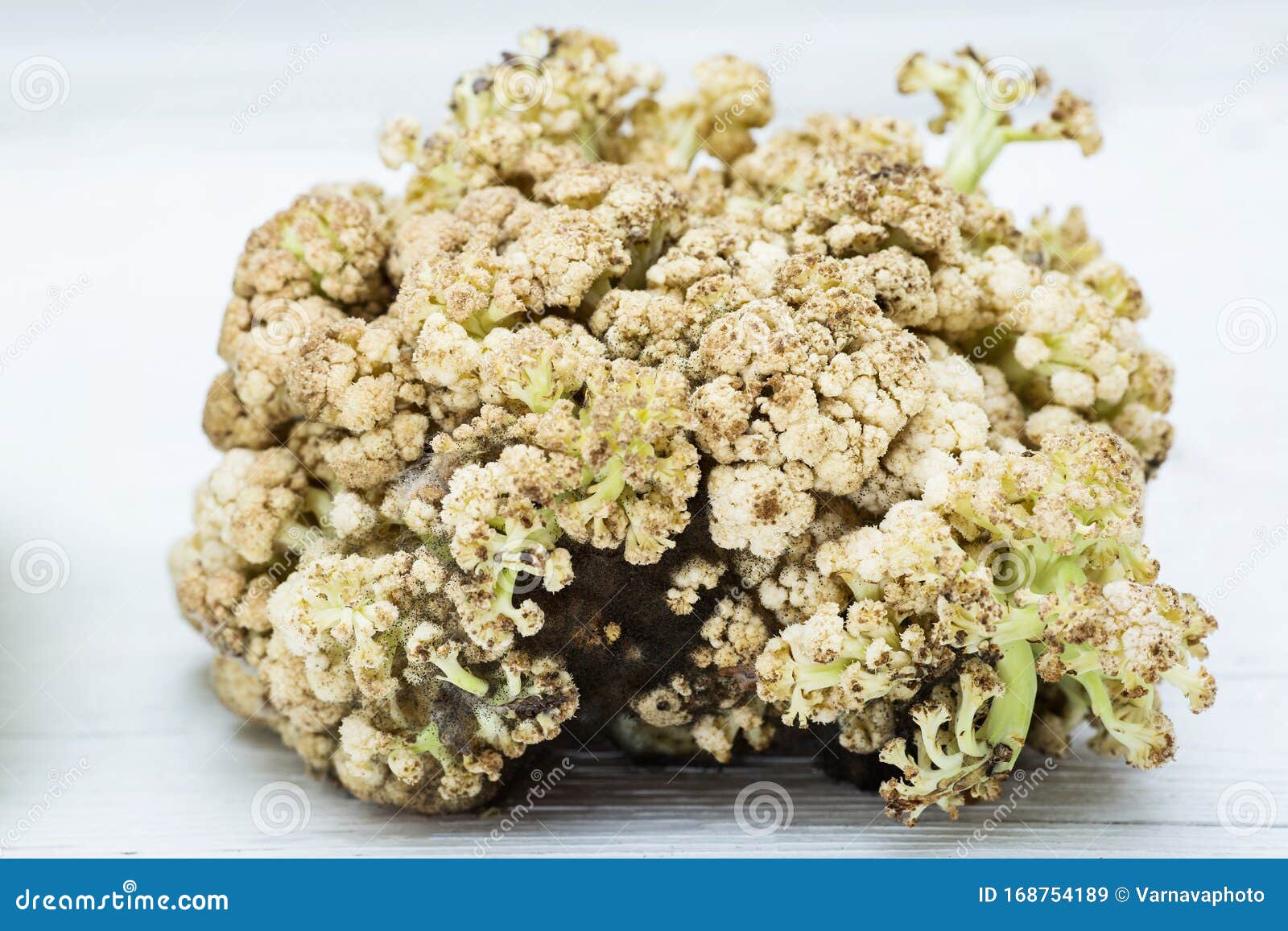 Old Bad Rotten Cauliflower Covered in Mold Stock Image Image of