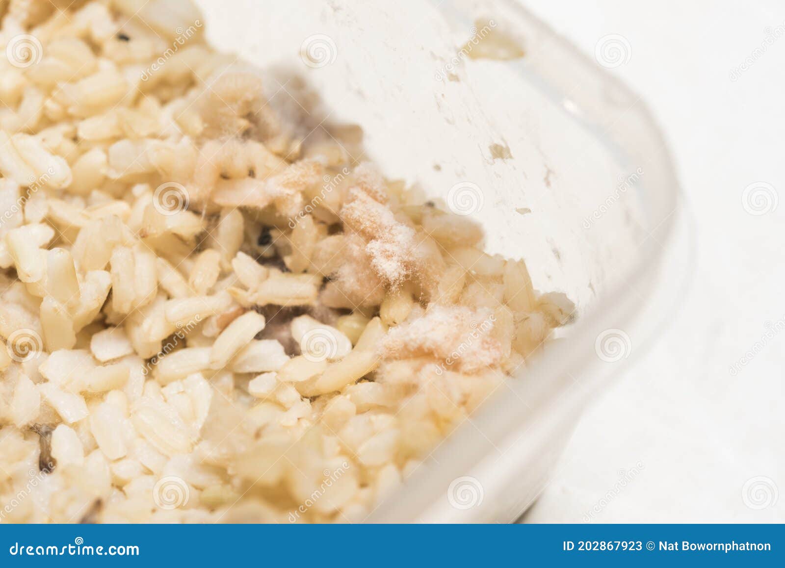 Old Bad Spoiled Rice in Plastic Box Stock Image Image of fungus