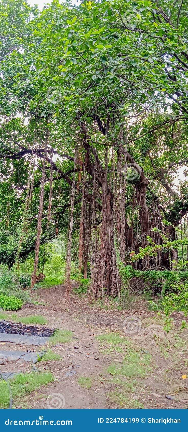 old banyan tree with large roots in indore madhya pradesh
