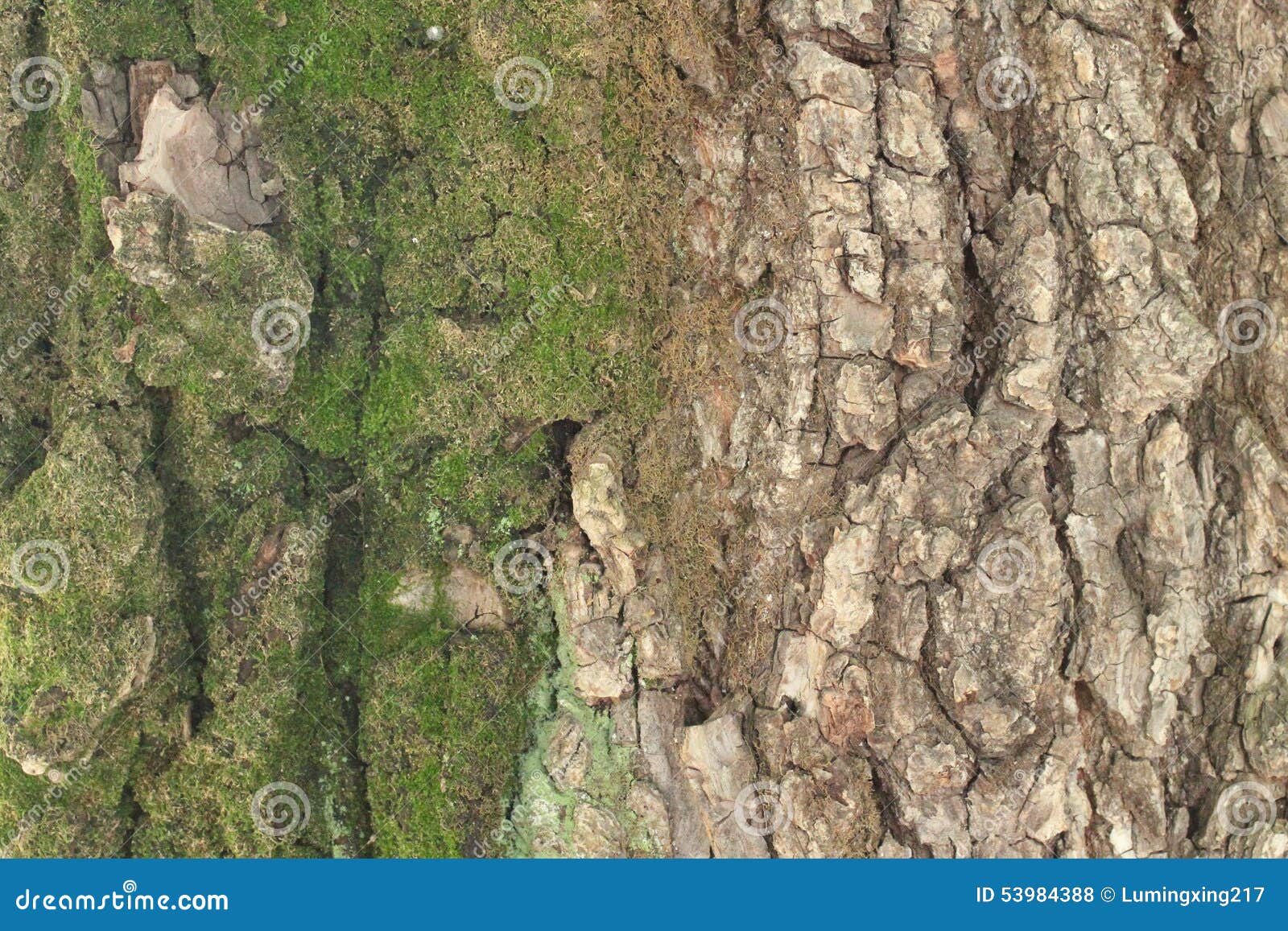 The old bark stock photo. Image of cracking, wrinkles - 53984388