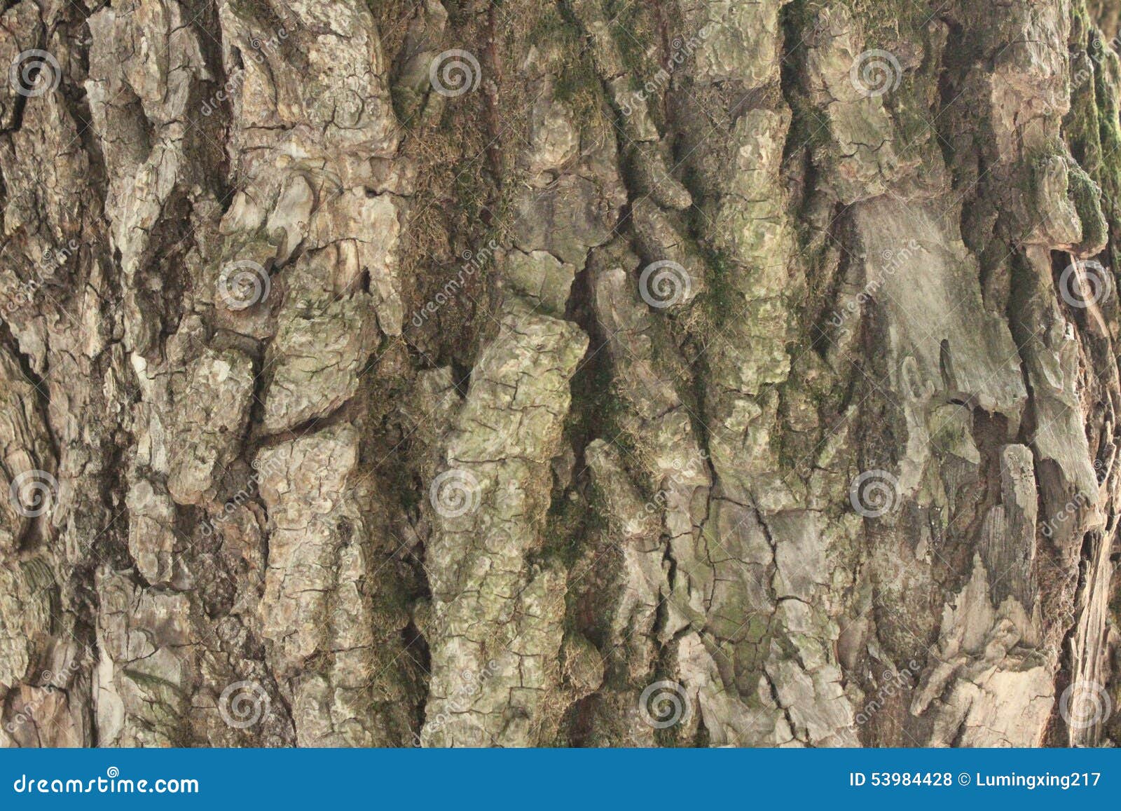 The old bark stock photo. Image of years, tree, crackle - 53984428